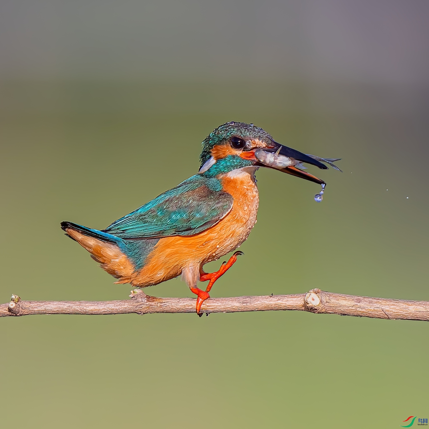 ����ת��