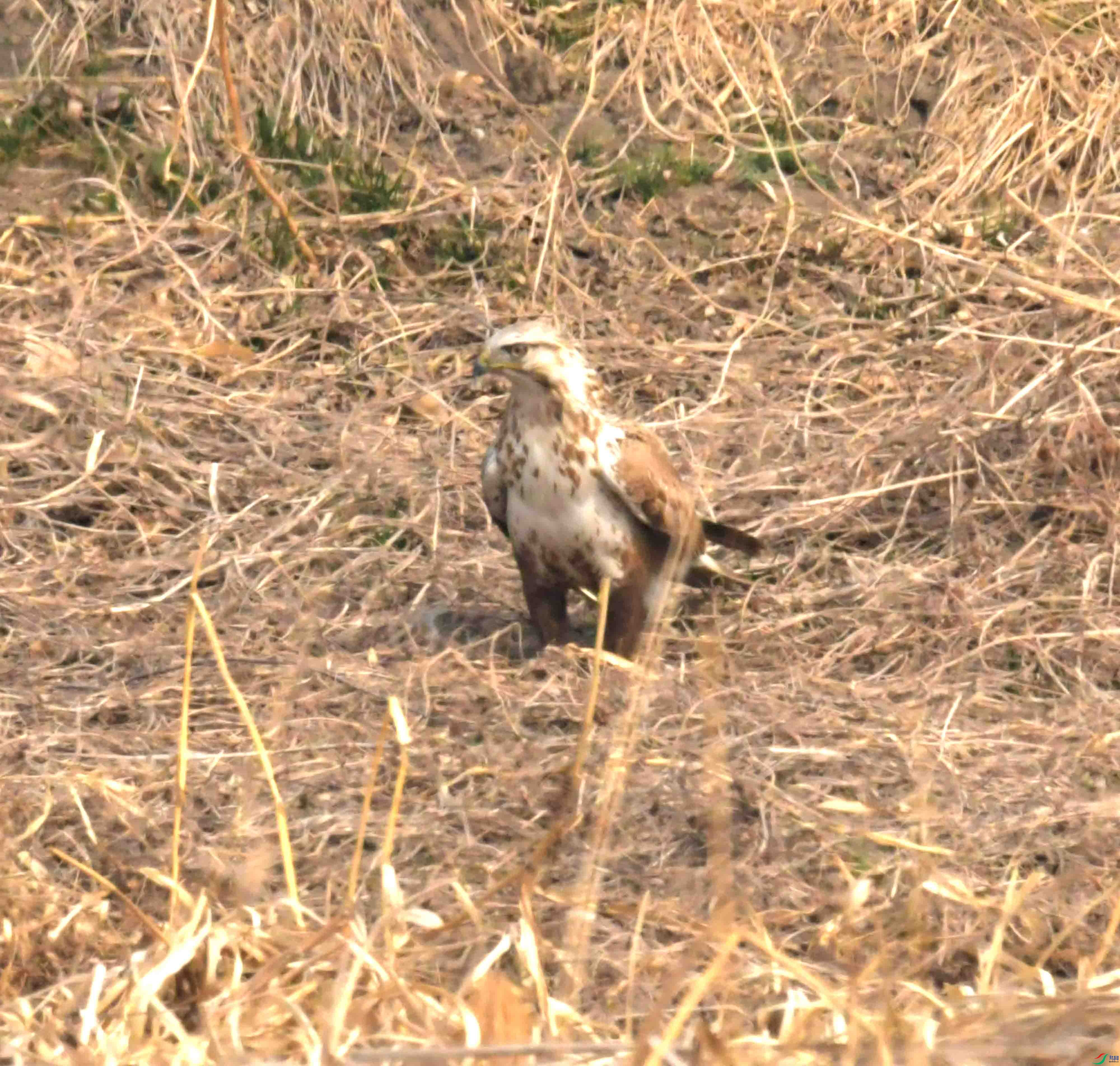 DSC_2203.JPG