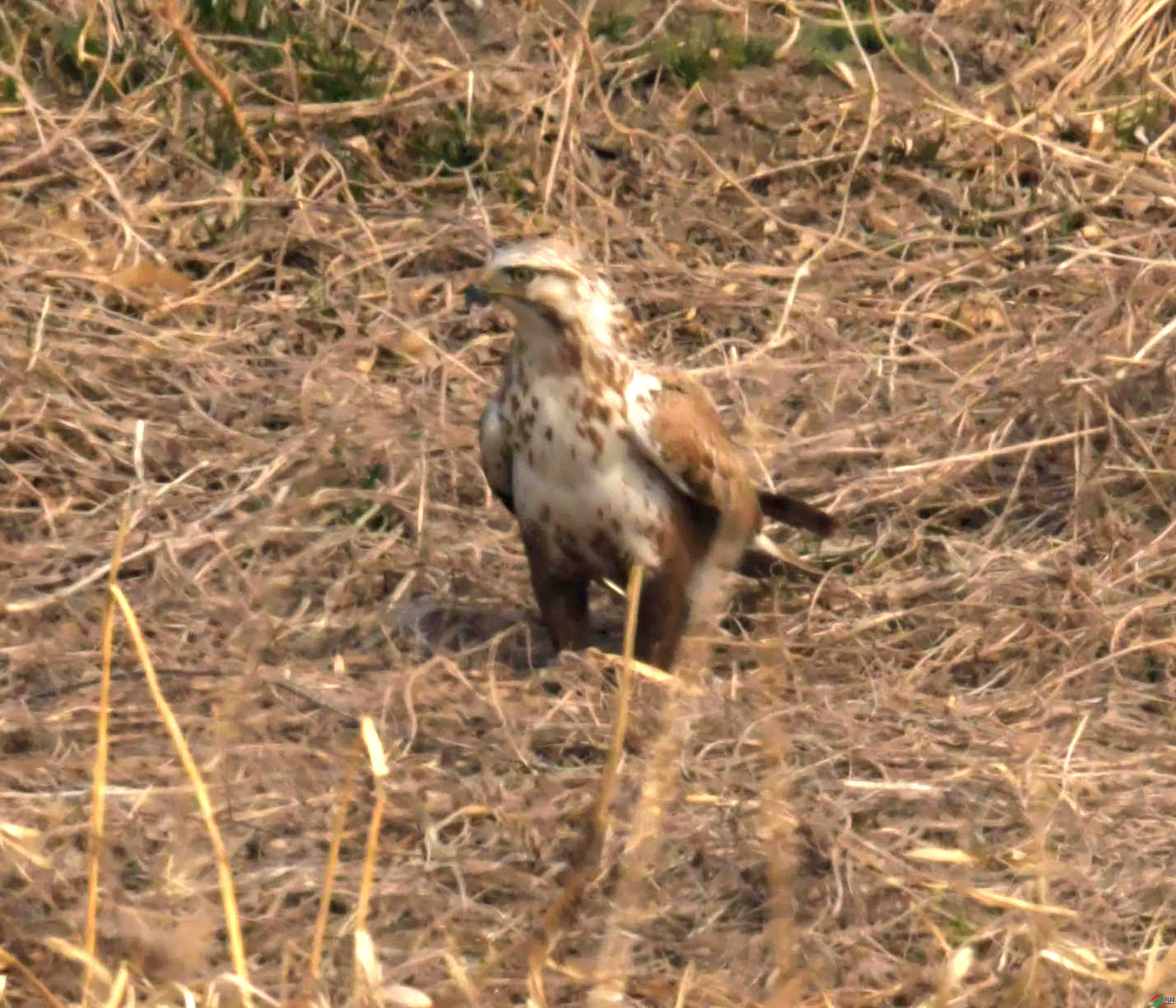 DSC_2204.JPG