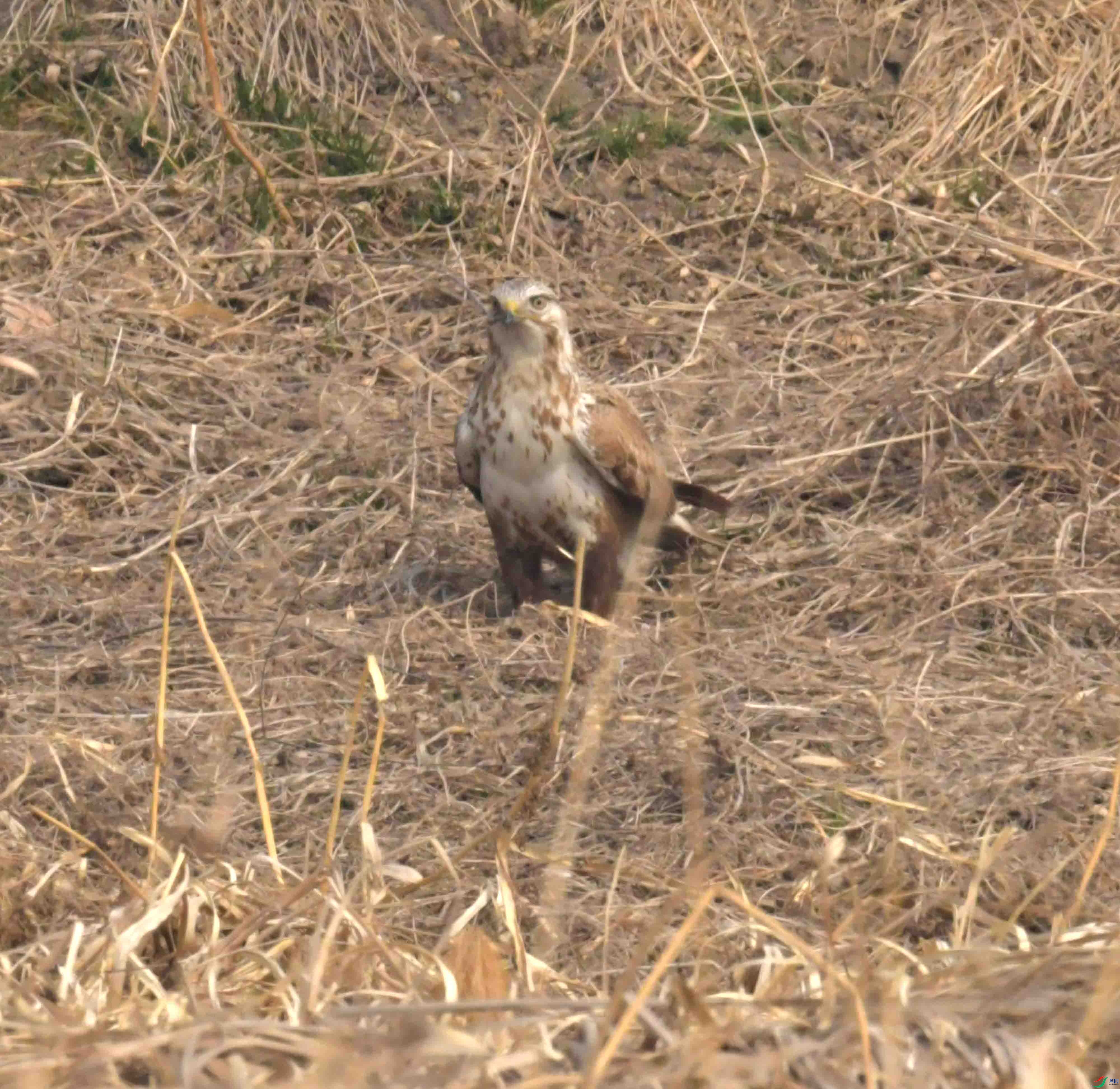 DSC_2210.JPG