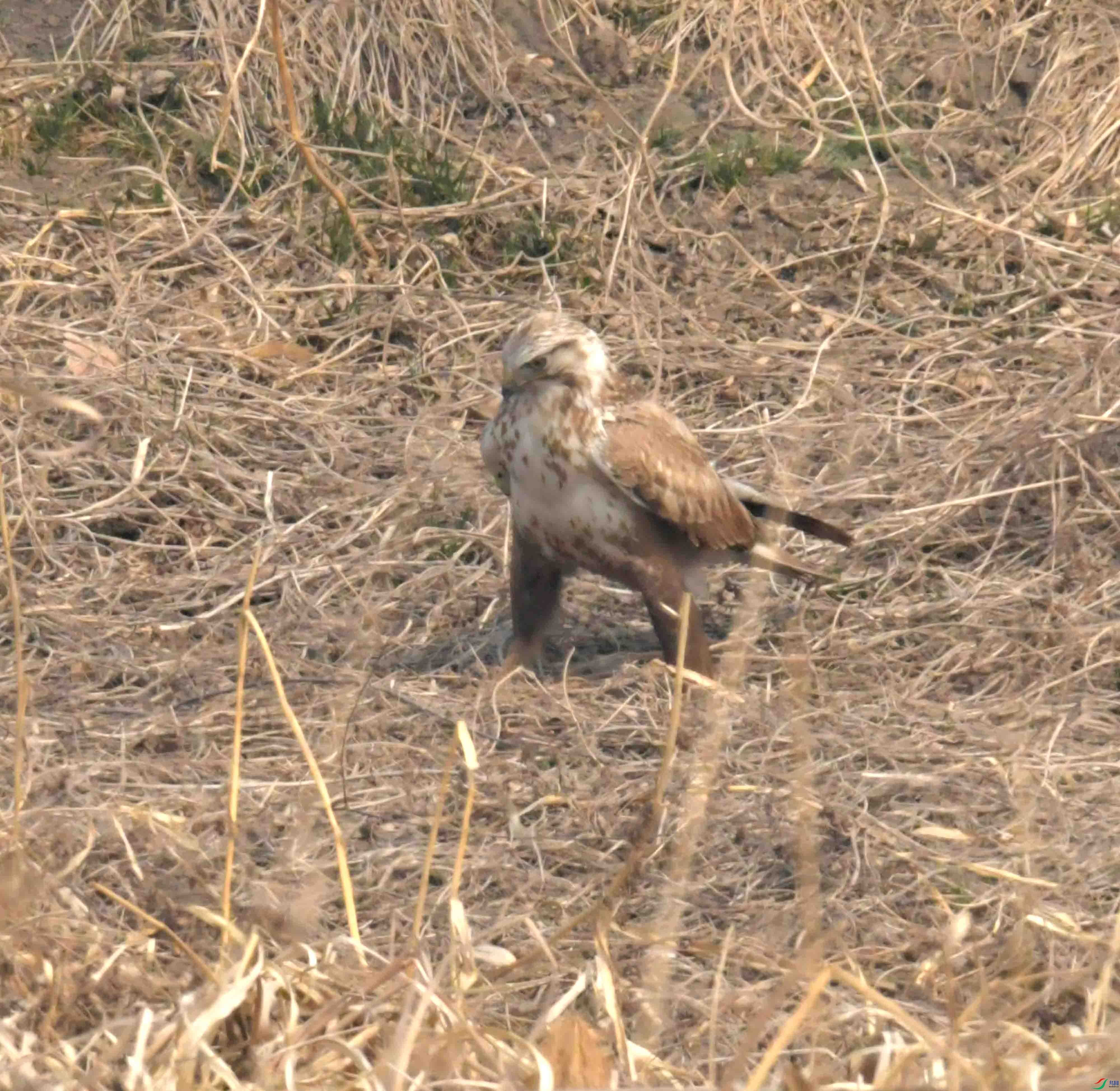 DSC_2213.JPG