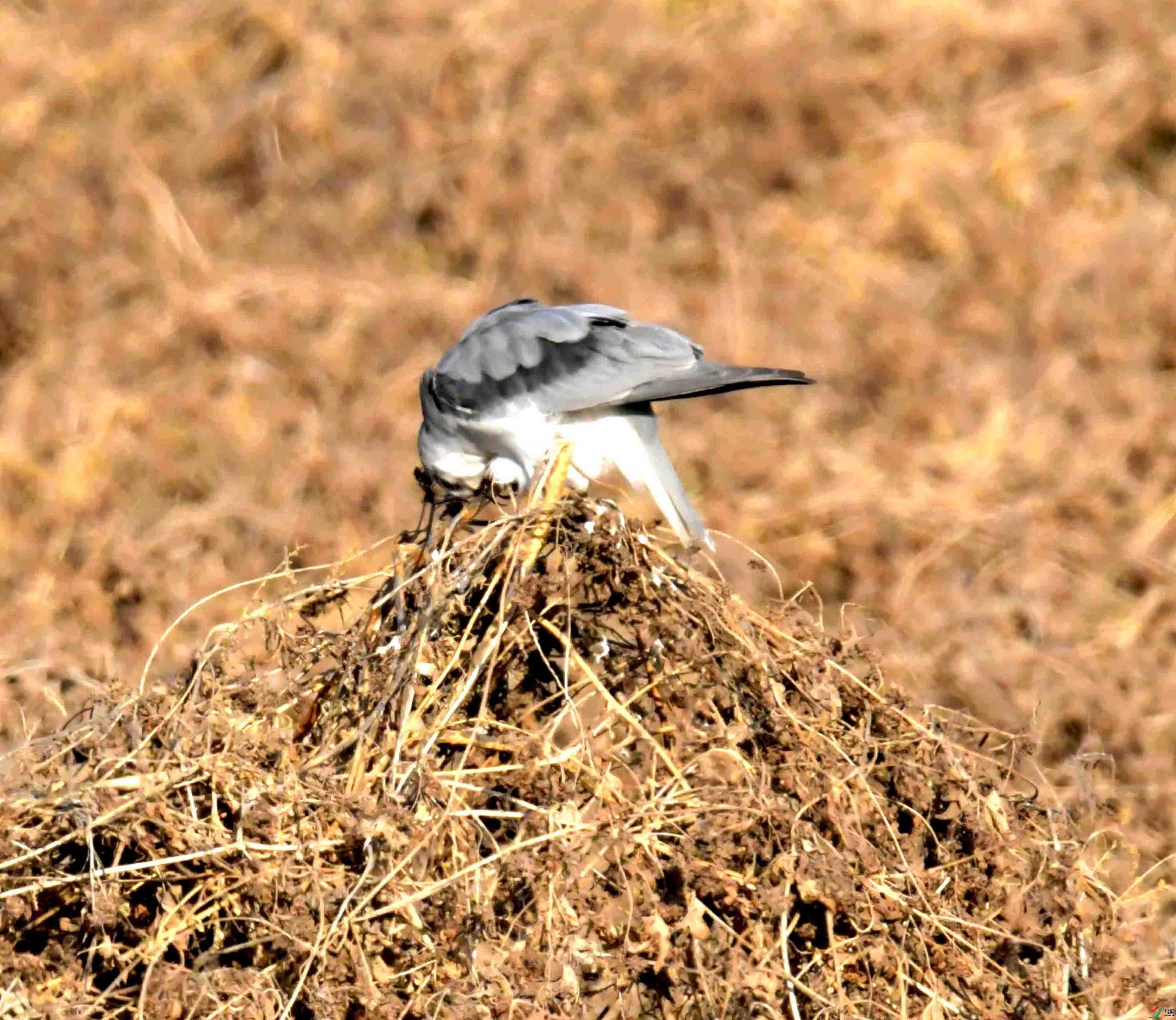 DSC_0463.JPG