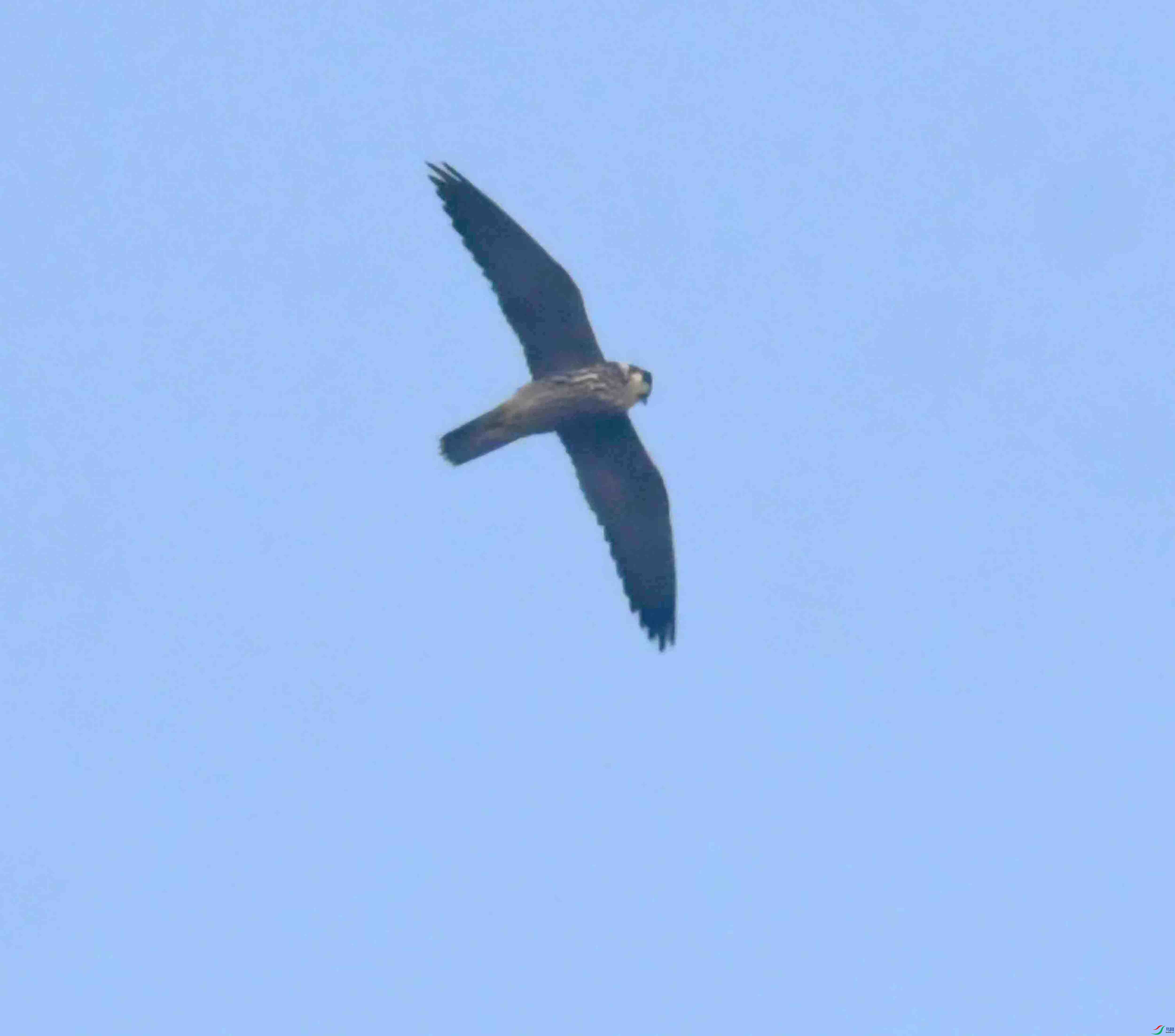 DSC_6877.JPG