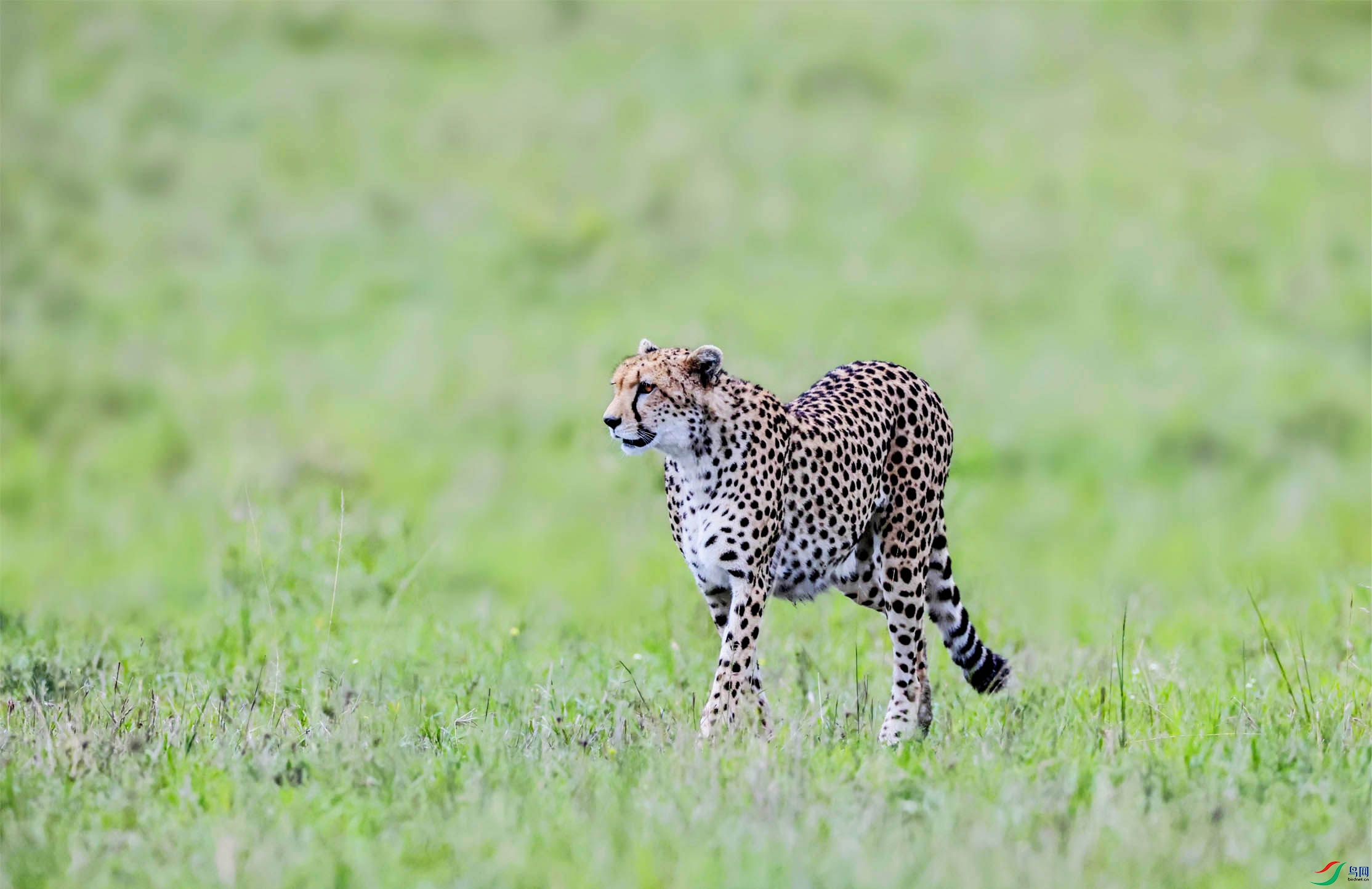 ��ԭ�ٶȵĴ��� ����.jpg