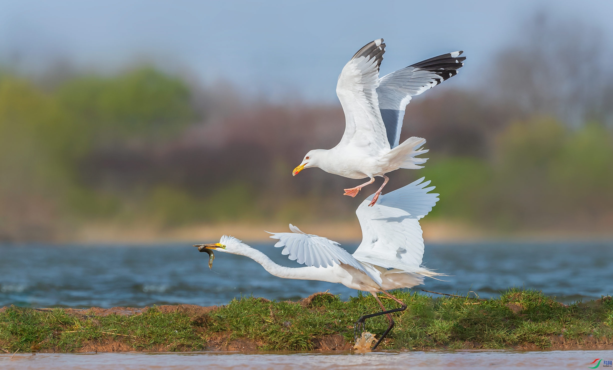 ��Ÿ�����