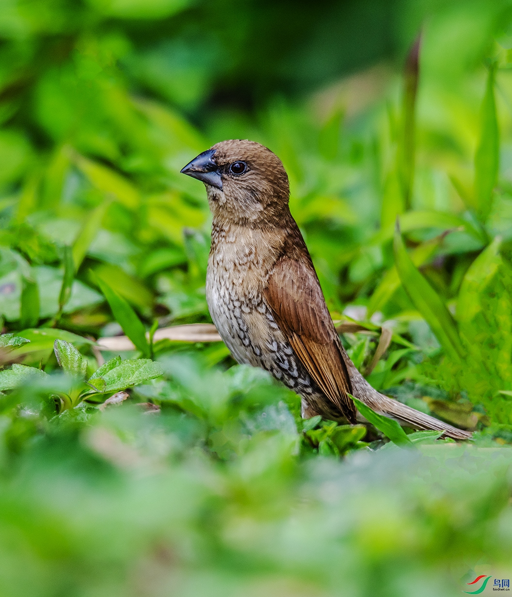 DSC_6946.jpg