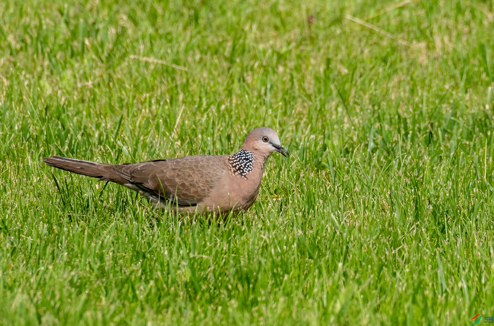 DSC_5932.jpg