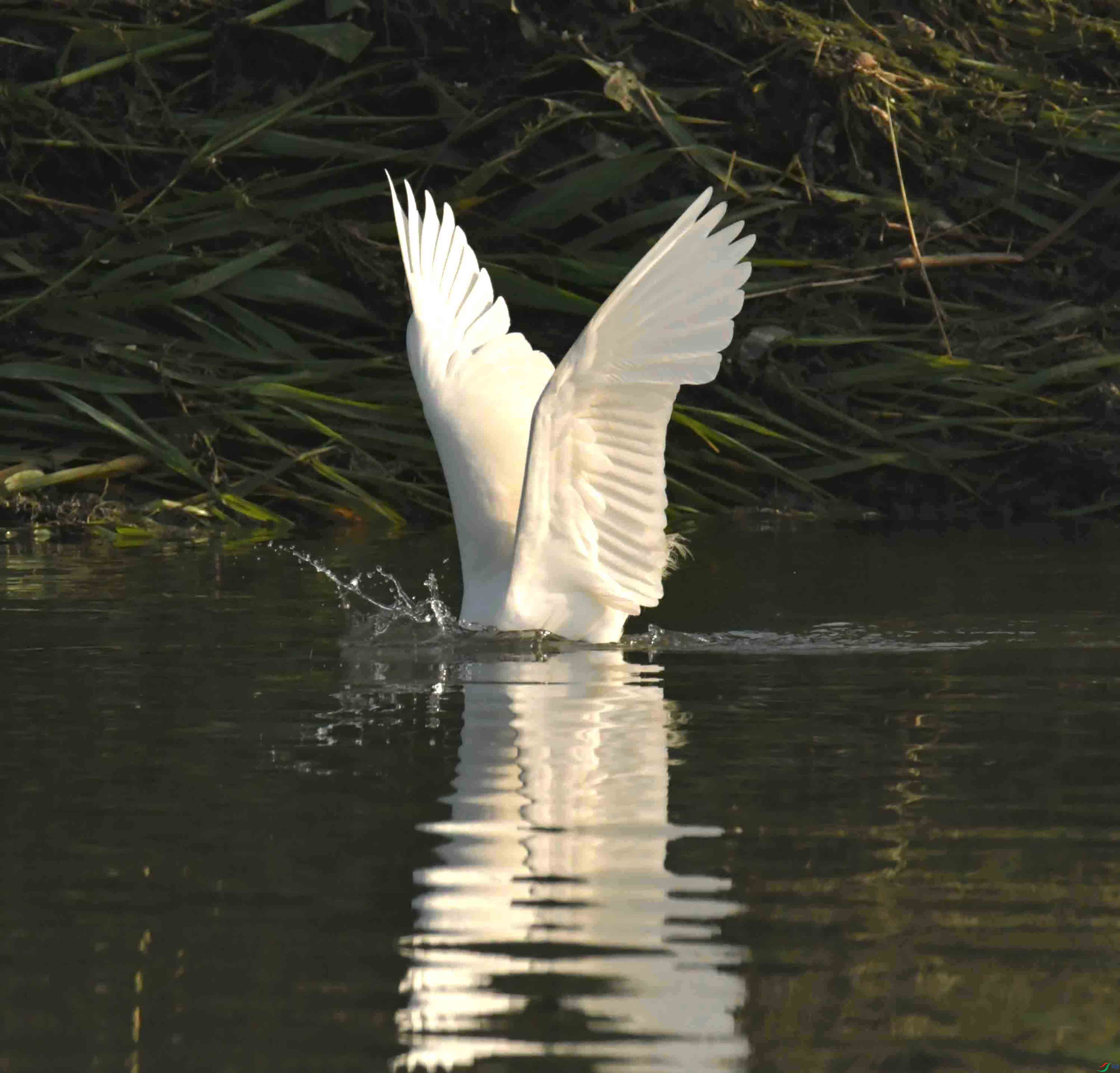 DSC_3059.JPG