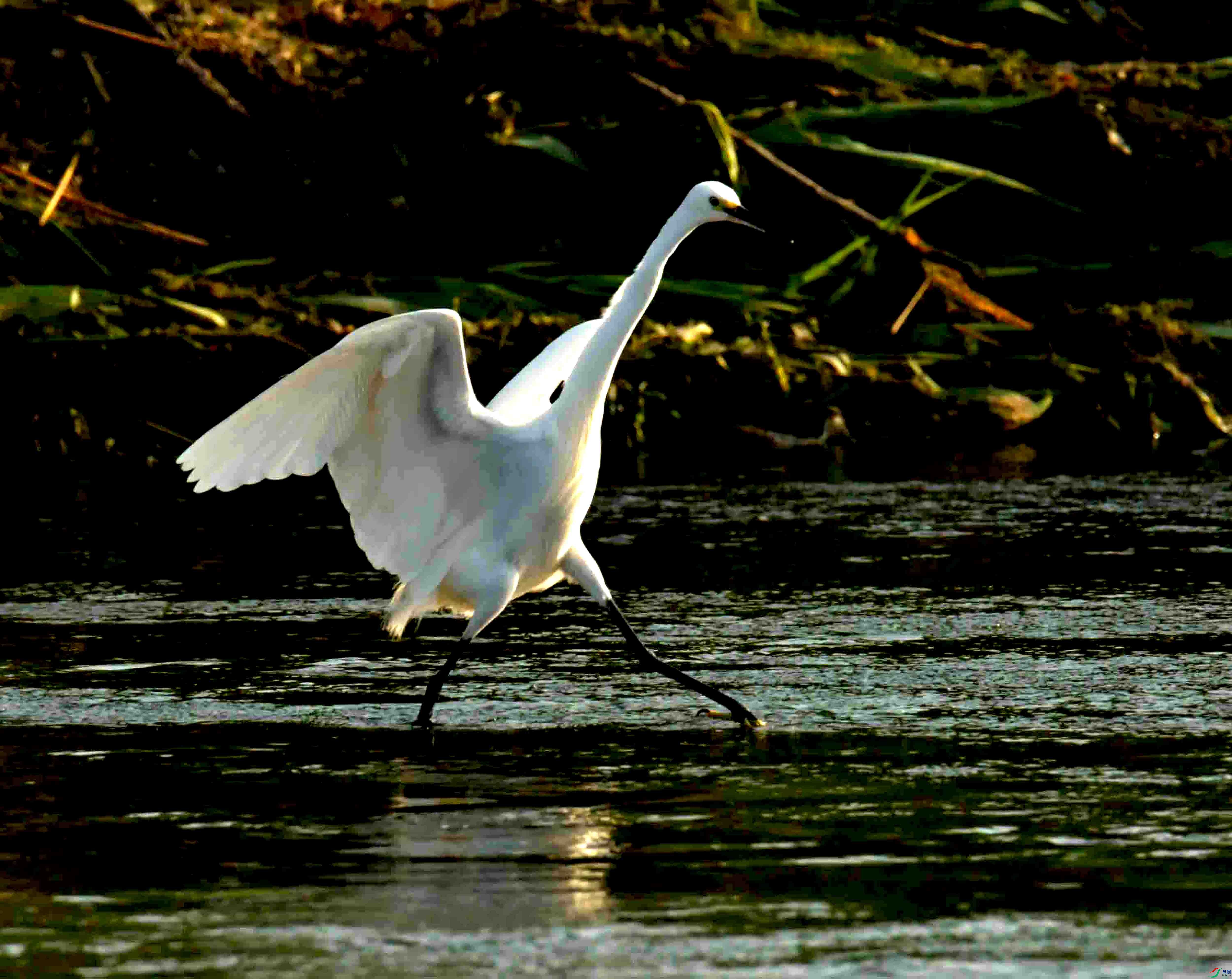 DSC_3062.JPG