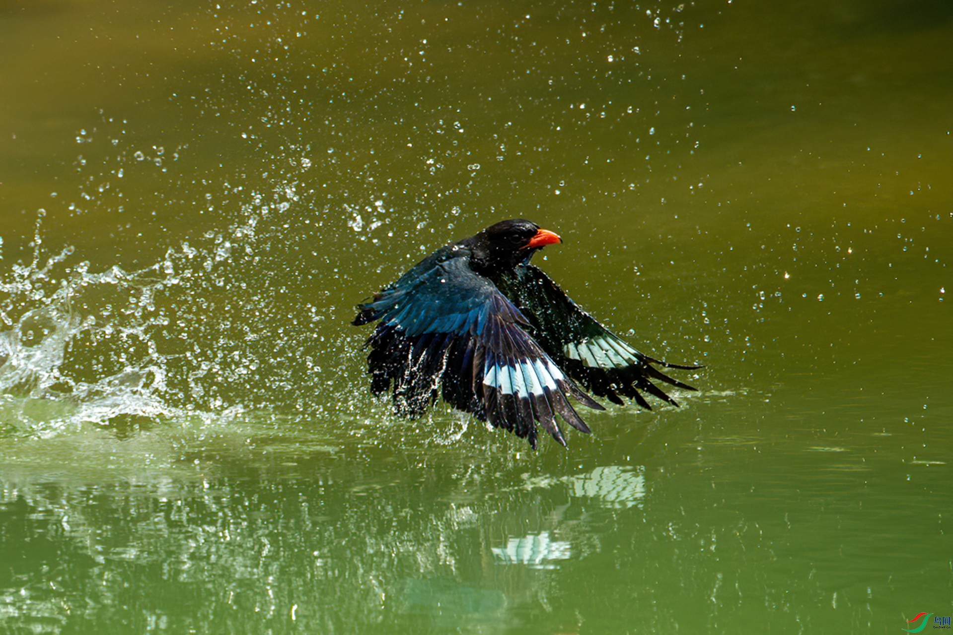 DSC_6323-1.jpg