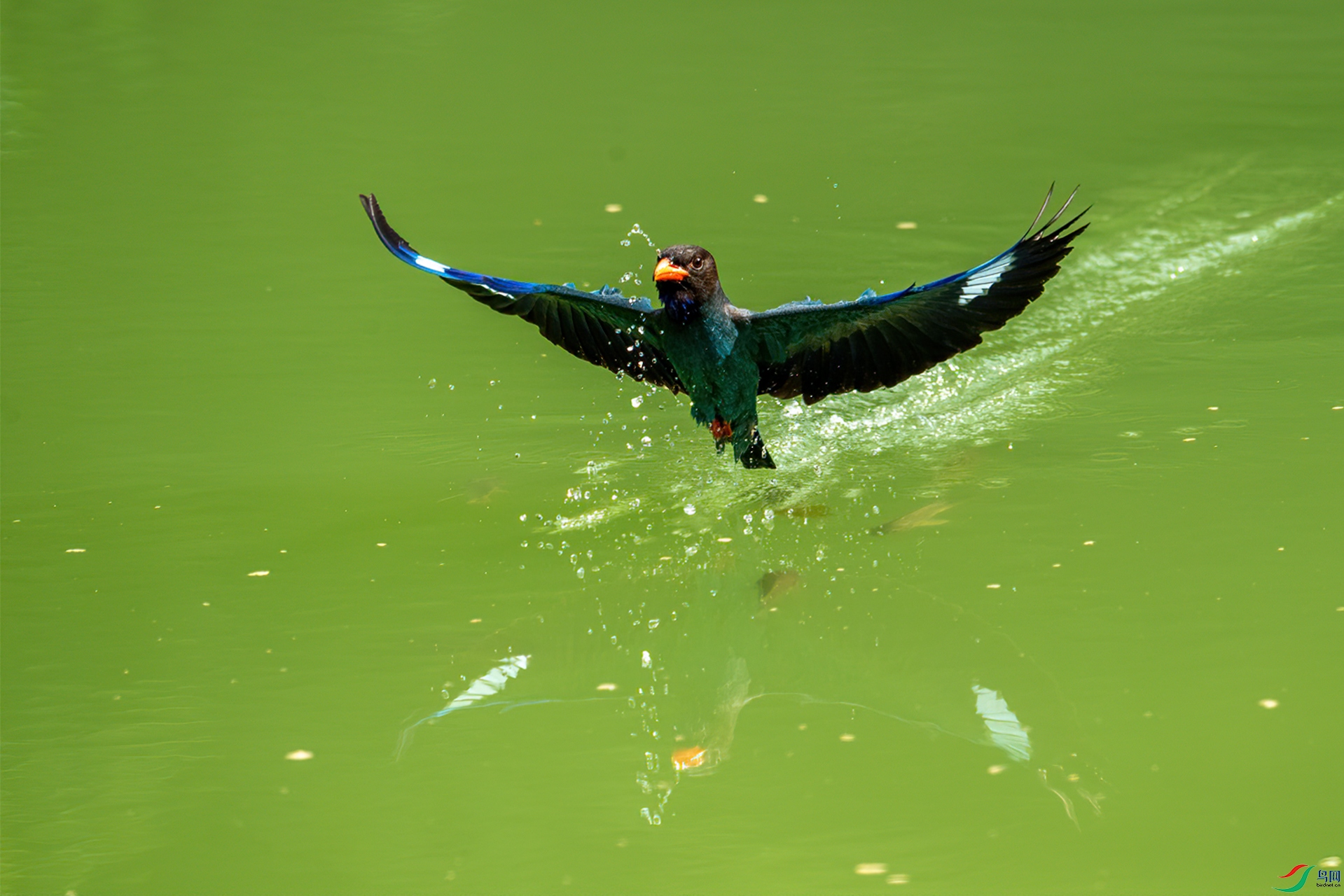 DSC_6607-1.jpg