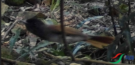 ����ʶ����