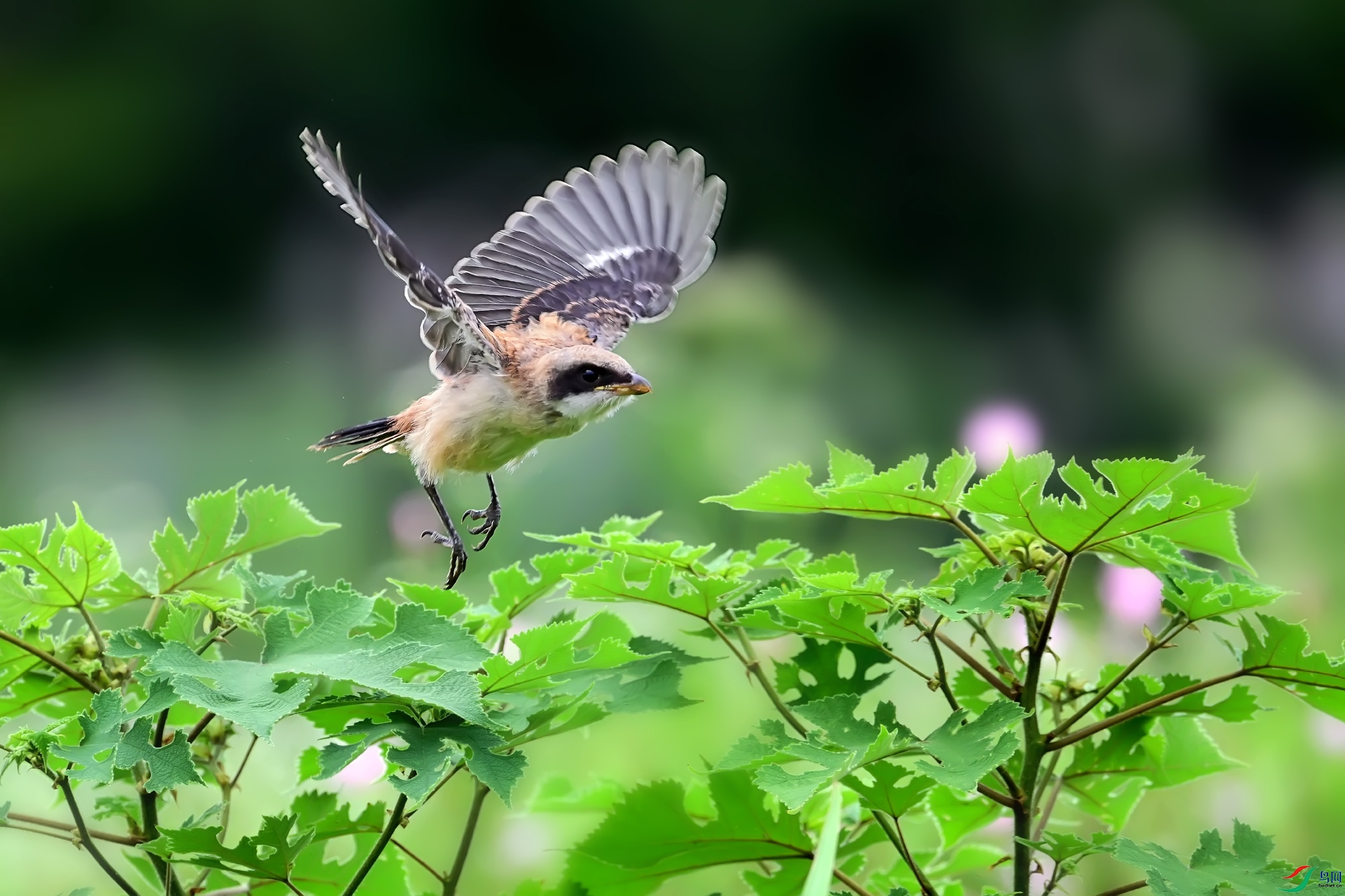 DSC_4767.jpg