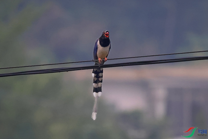 A28A8333-.jpg