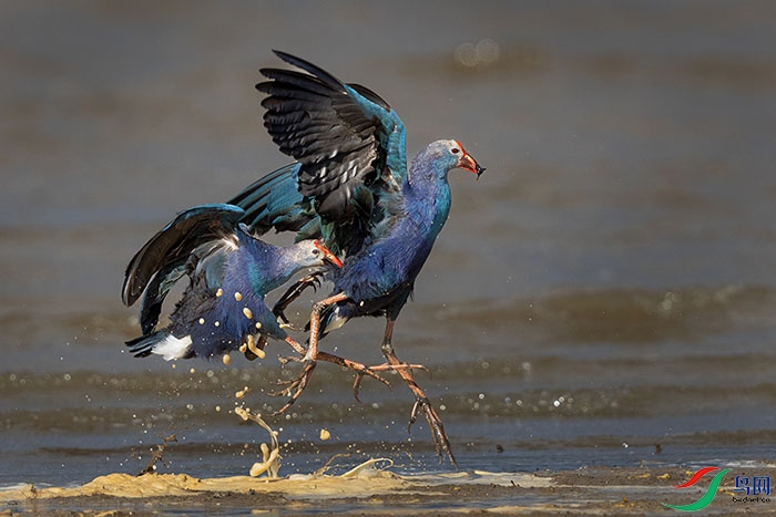 0R5A5228 ����.jpg