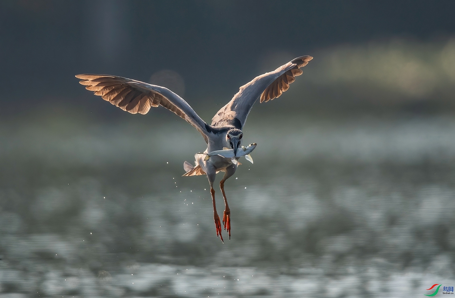 DSC_4455 ����_����.jpg