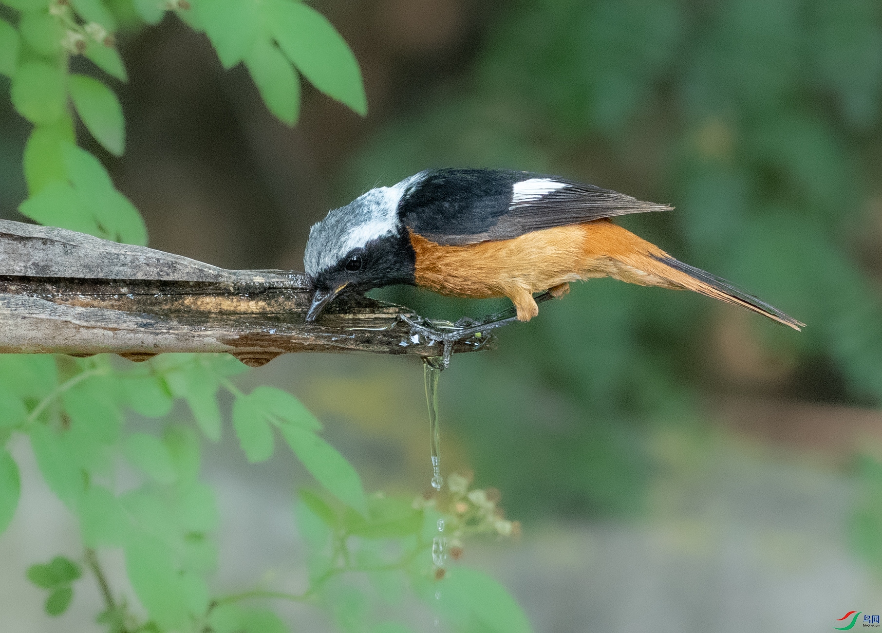 DSC_7062.jpg