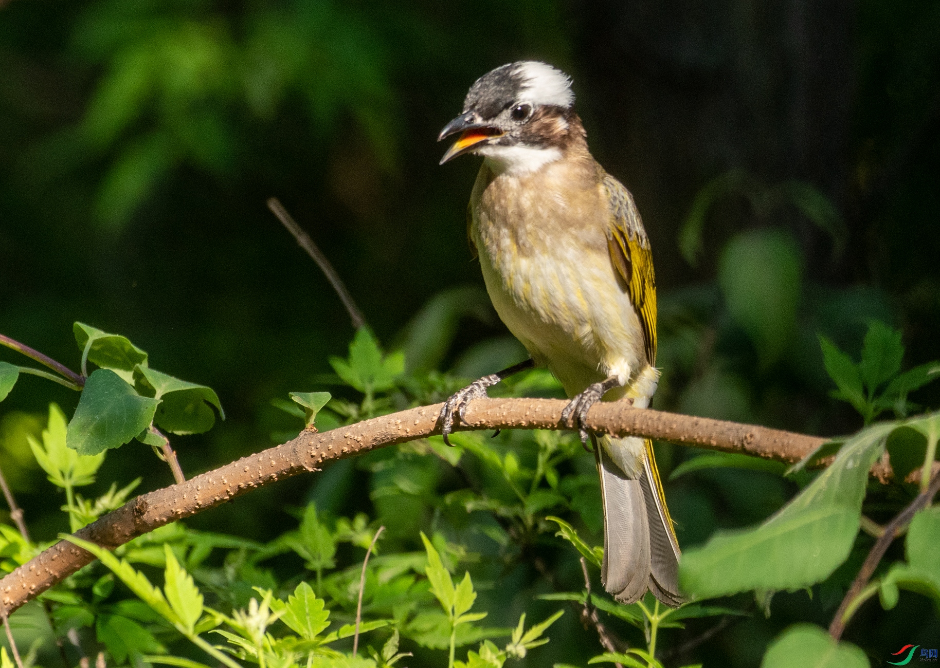 DSC_7099.jpg