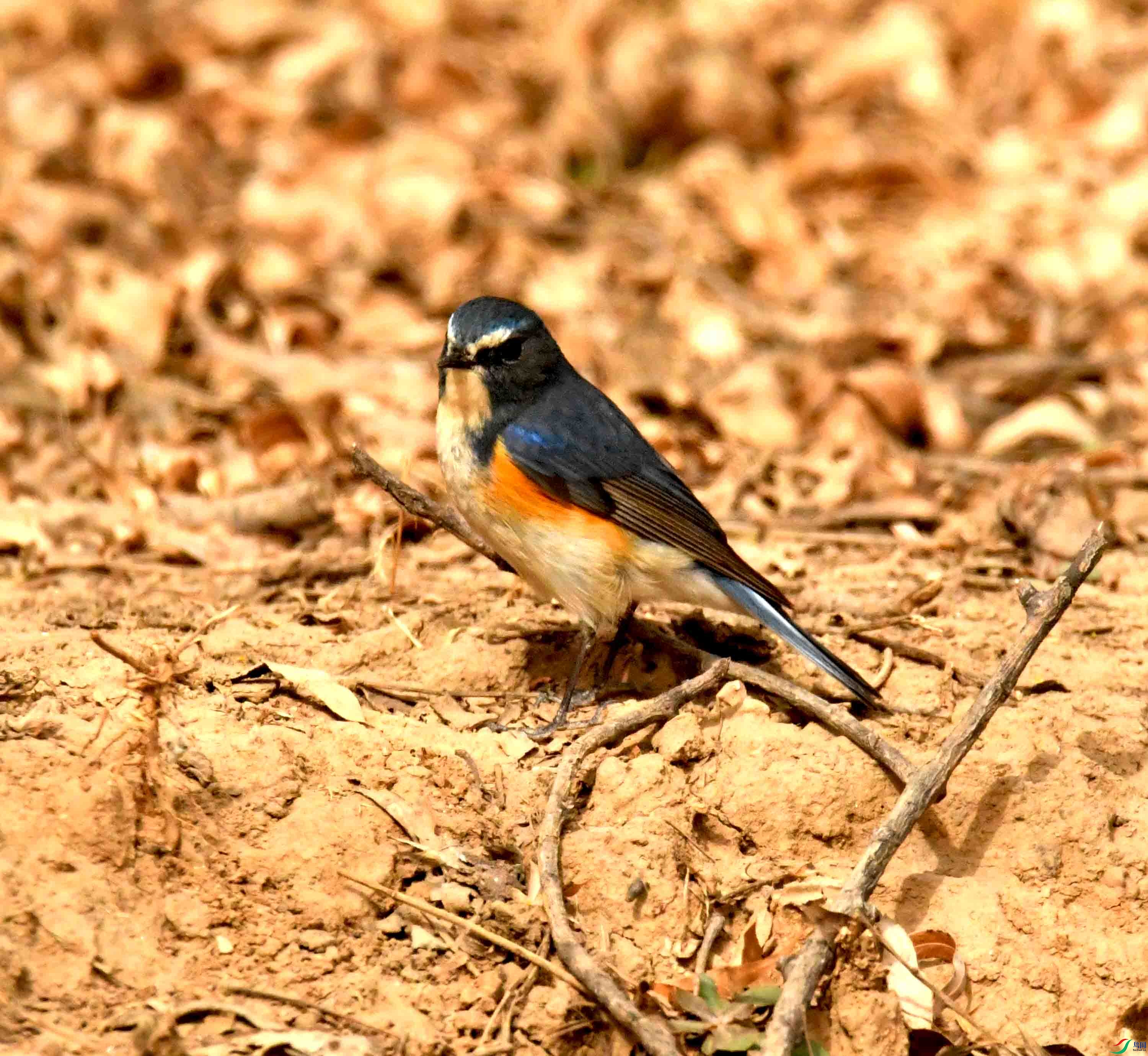 DSC_1289.JPG