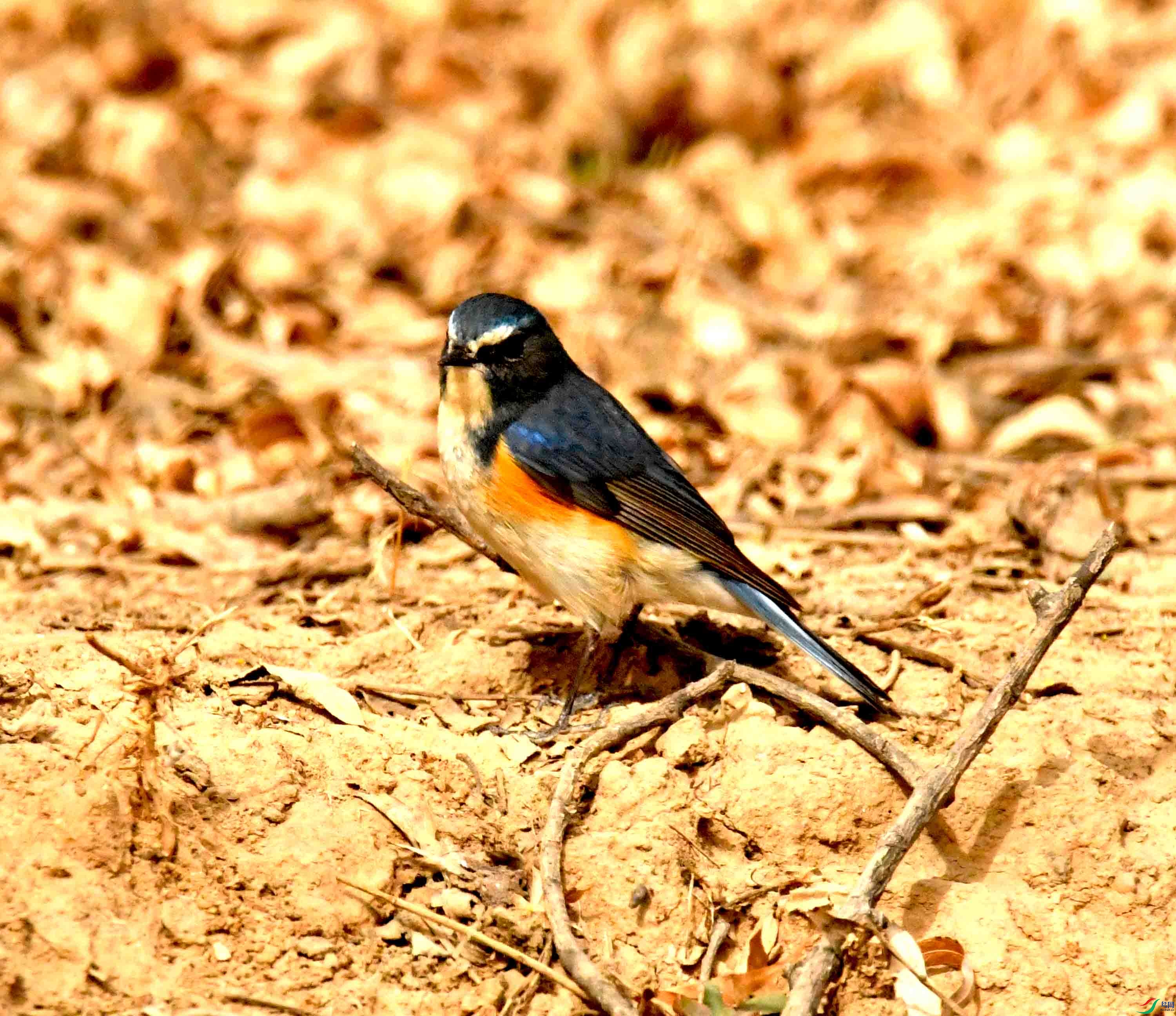 DSC_1290.JPG
