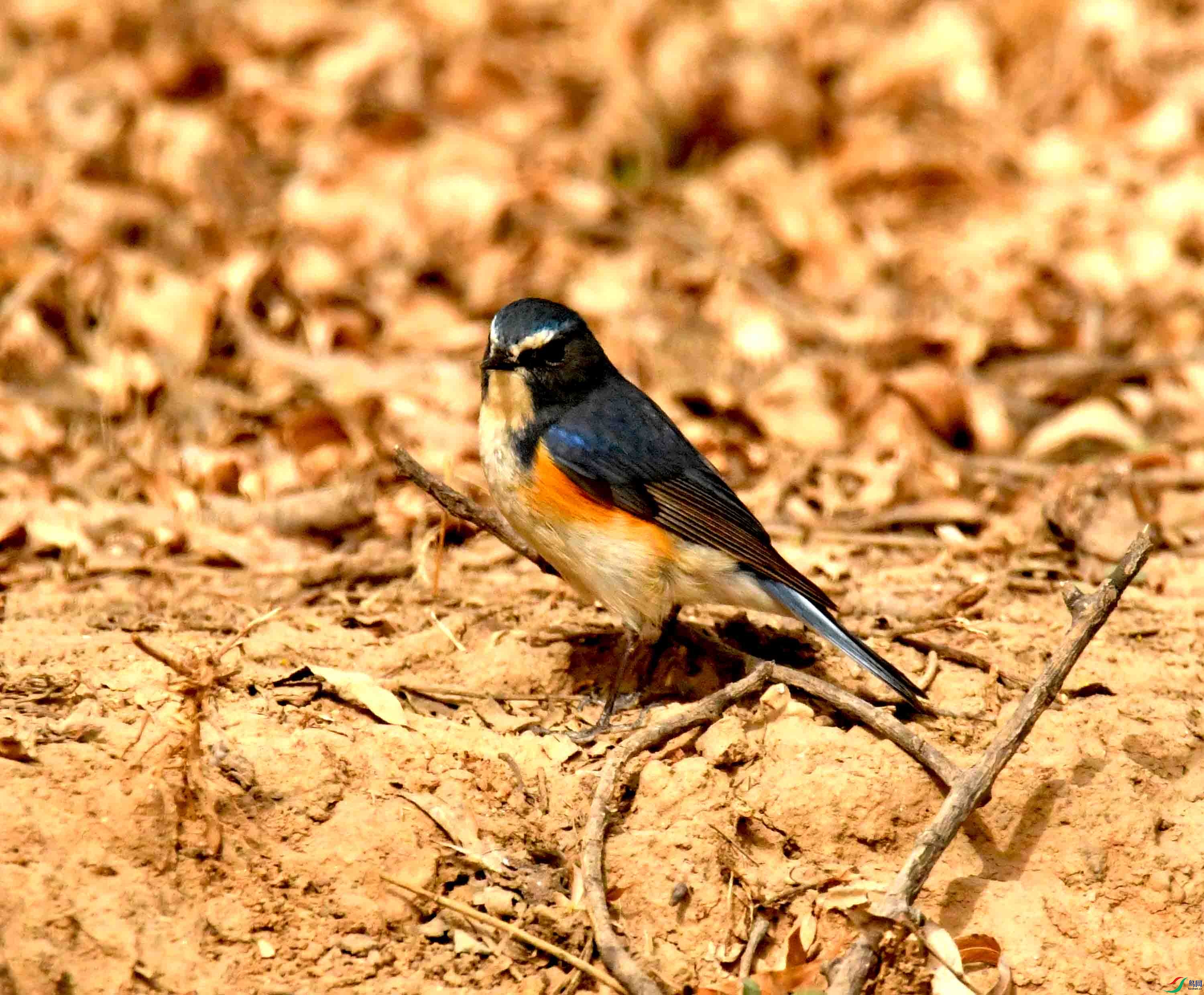 DSC_1288.JPG