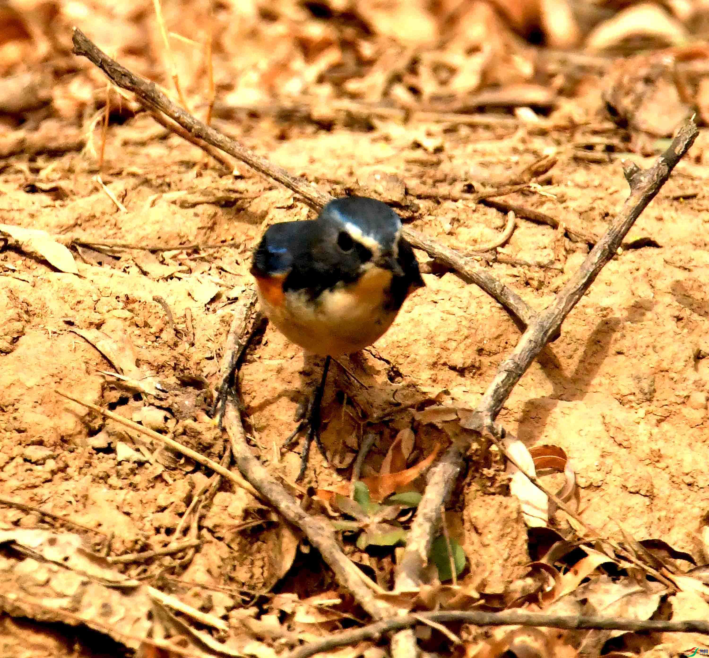 DSC_1293.JPG