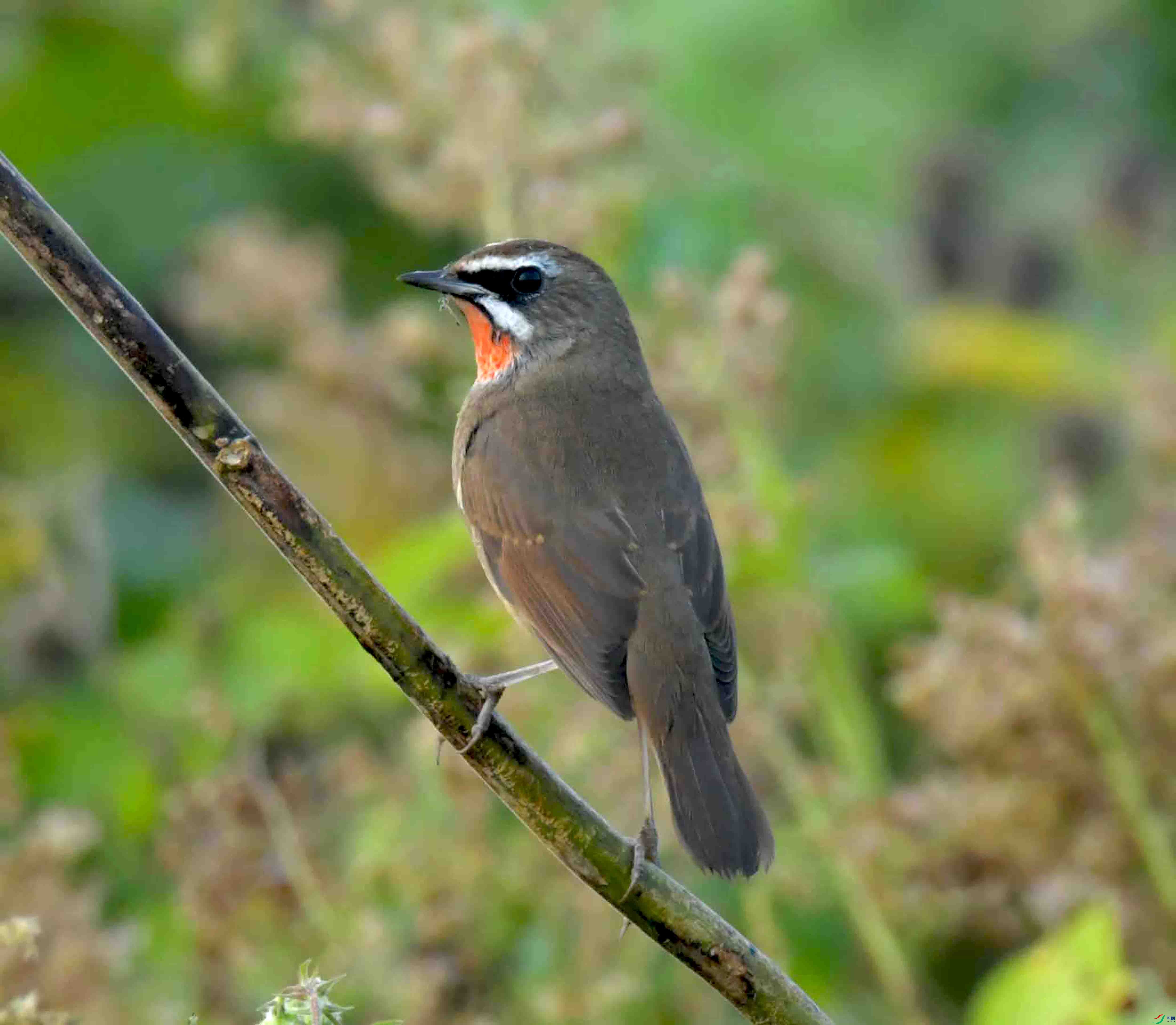 DSC_7651.JPG