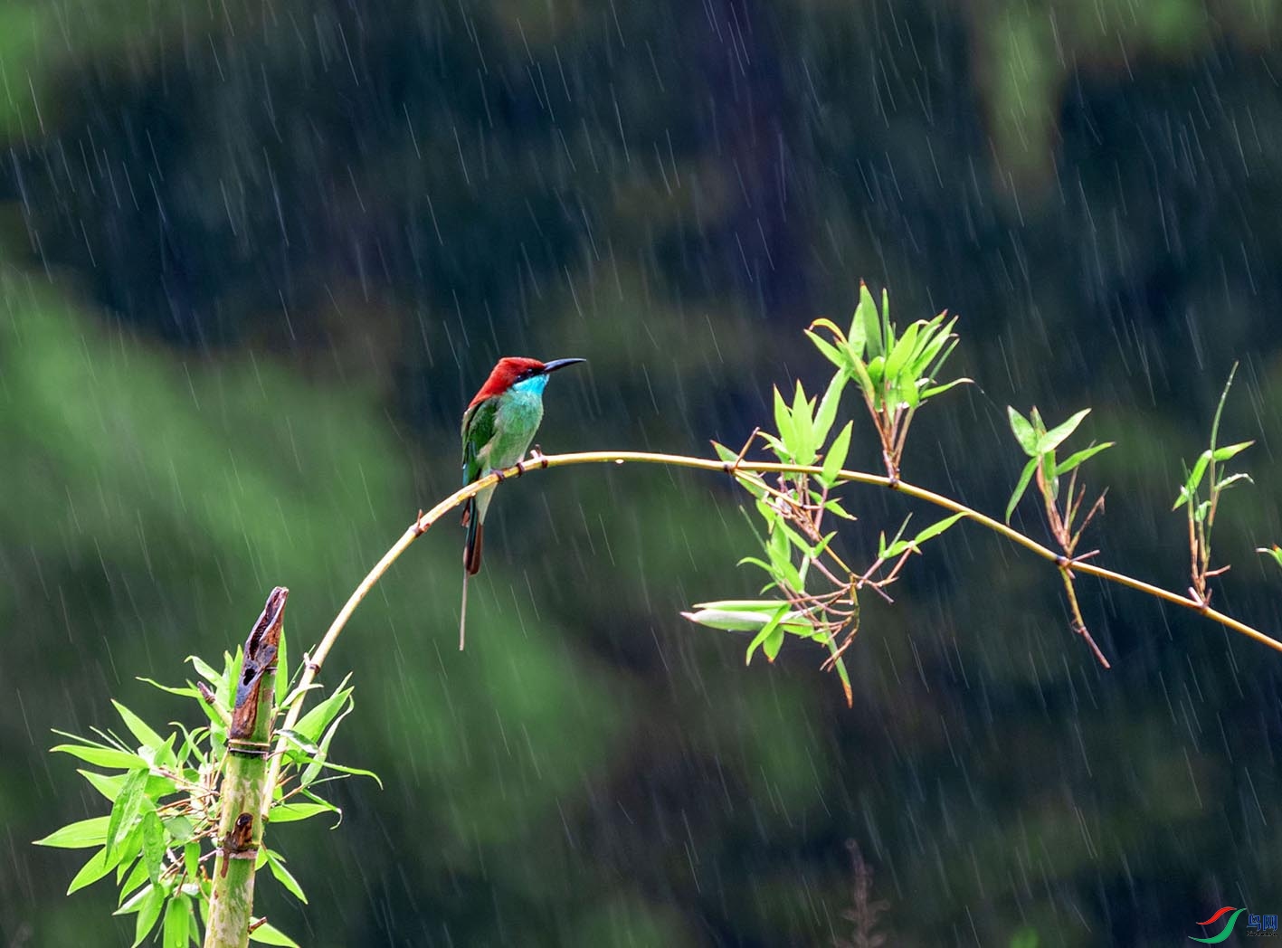 ���е������仢