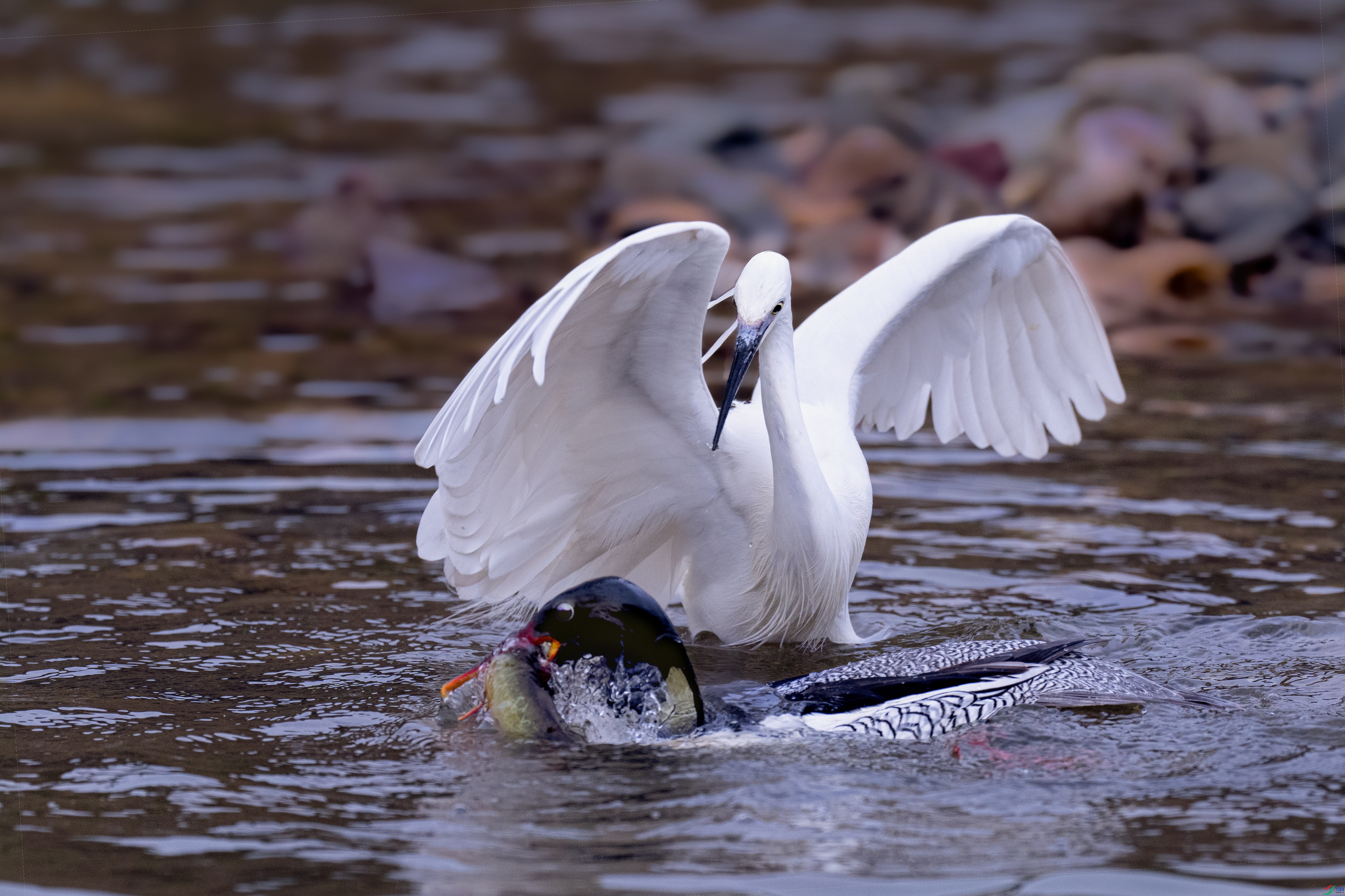 _DSC9807 ����.jpg