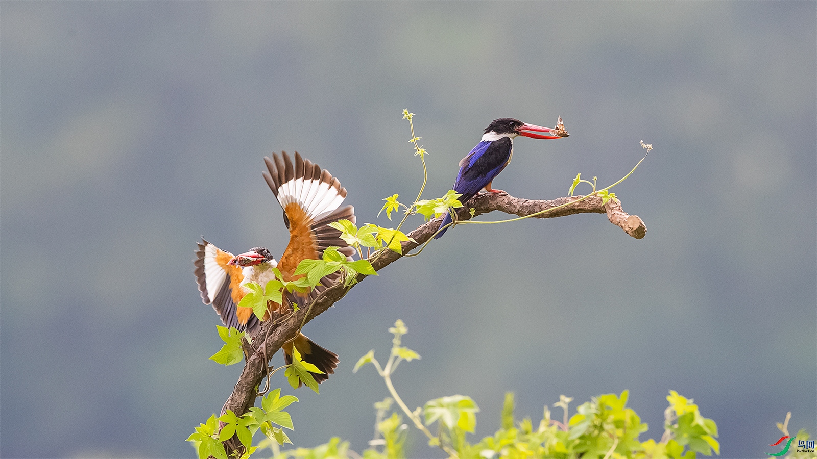 �������----����˫˫����æ