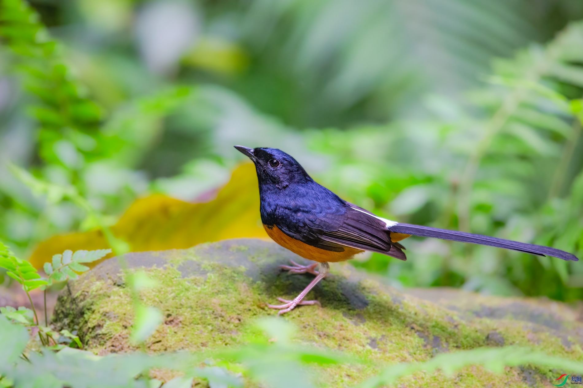 a_68303-1.jpg