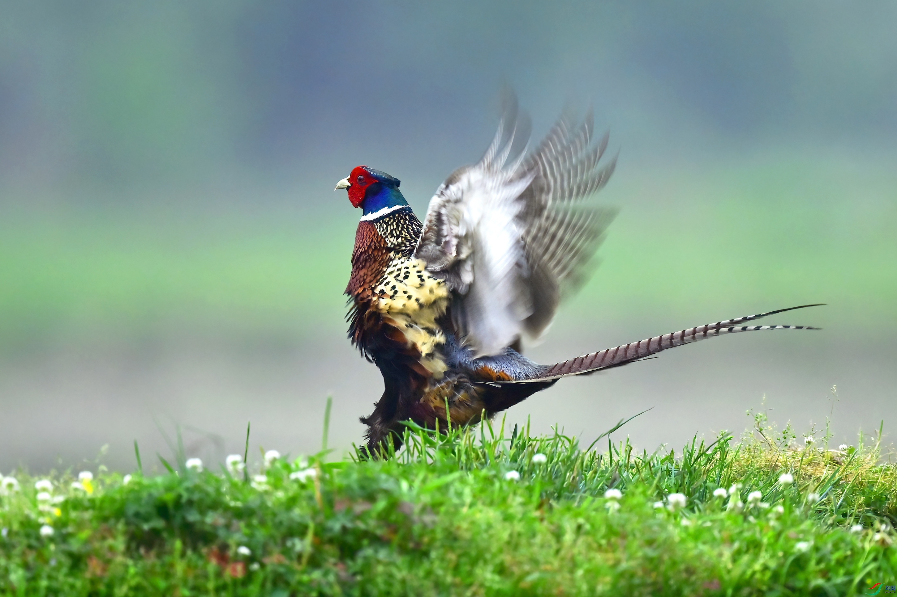 _DSC6955x.jpg