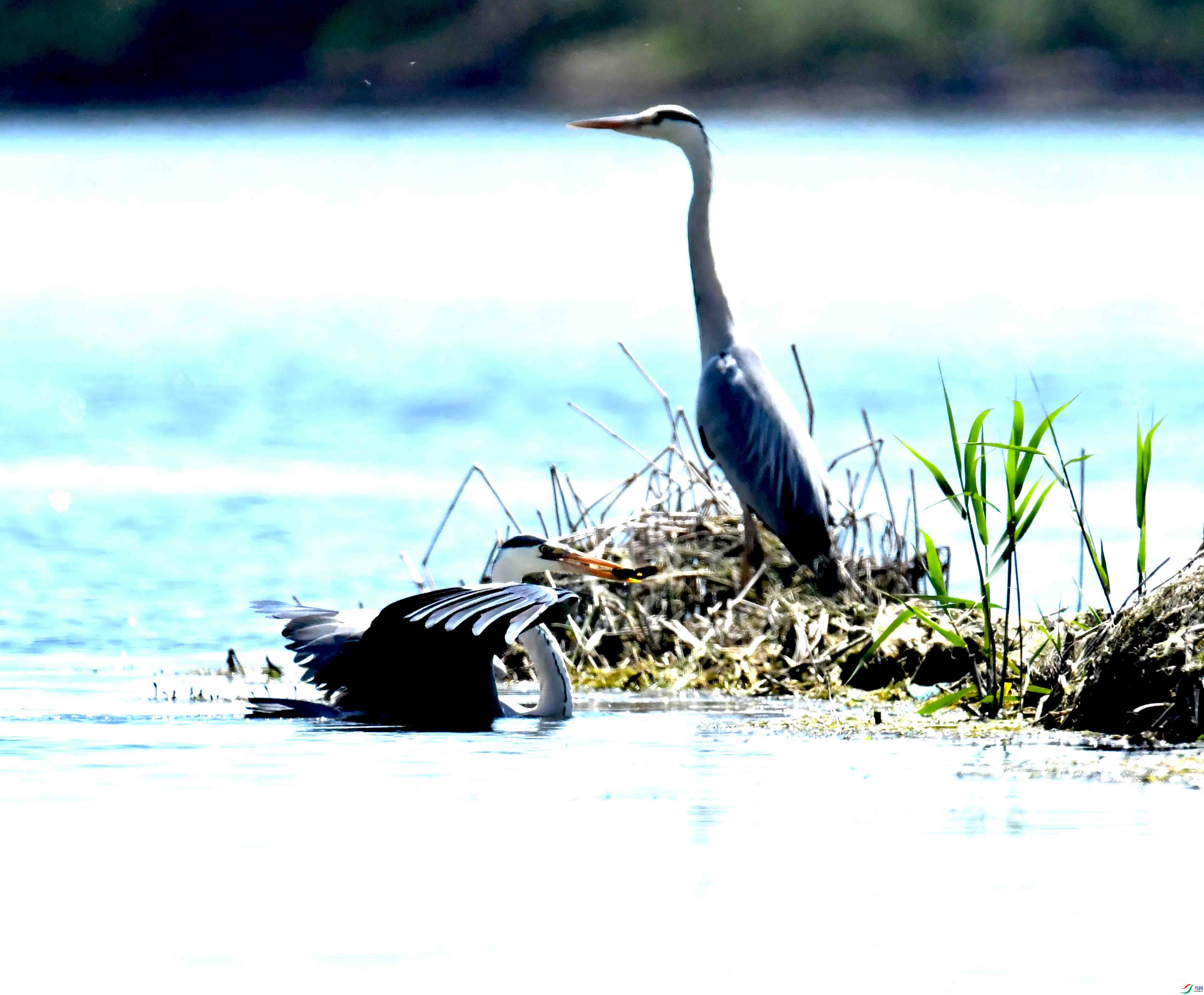 DSC_0664.JPG