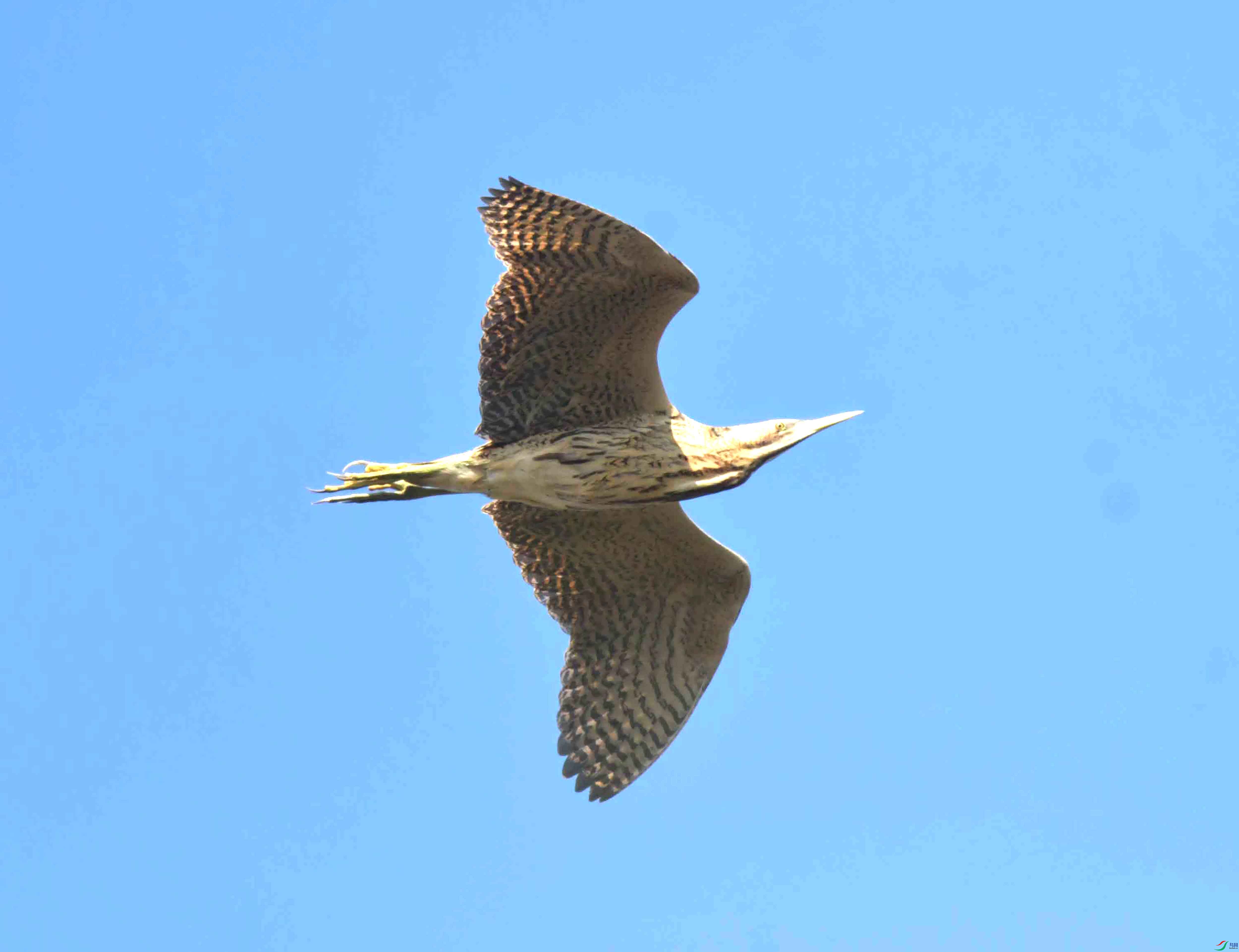 DSC_0768.JPG