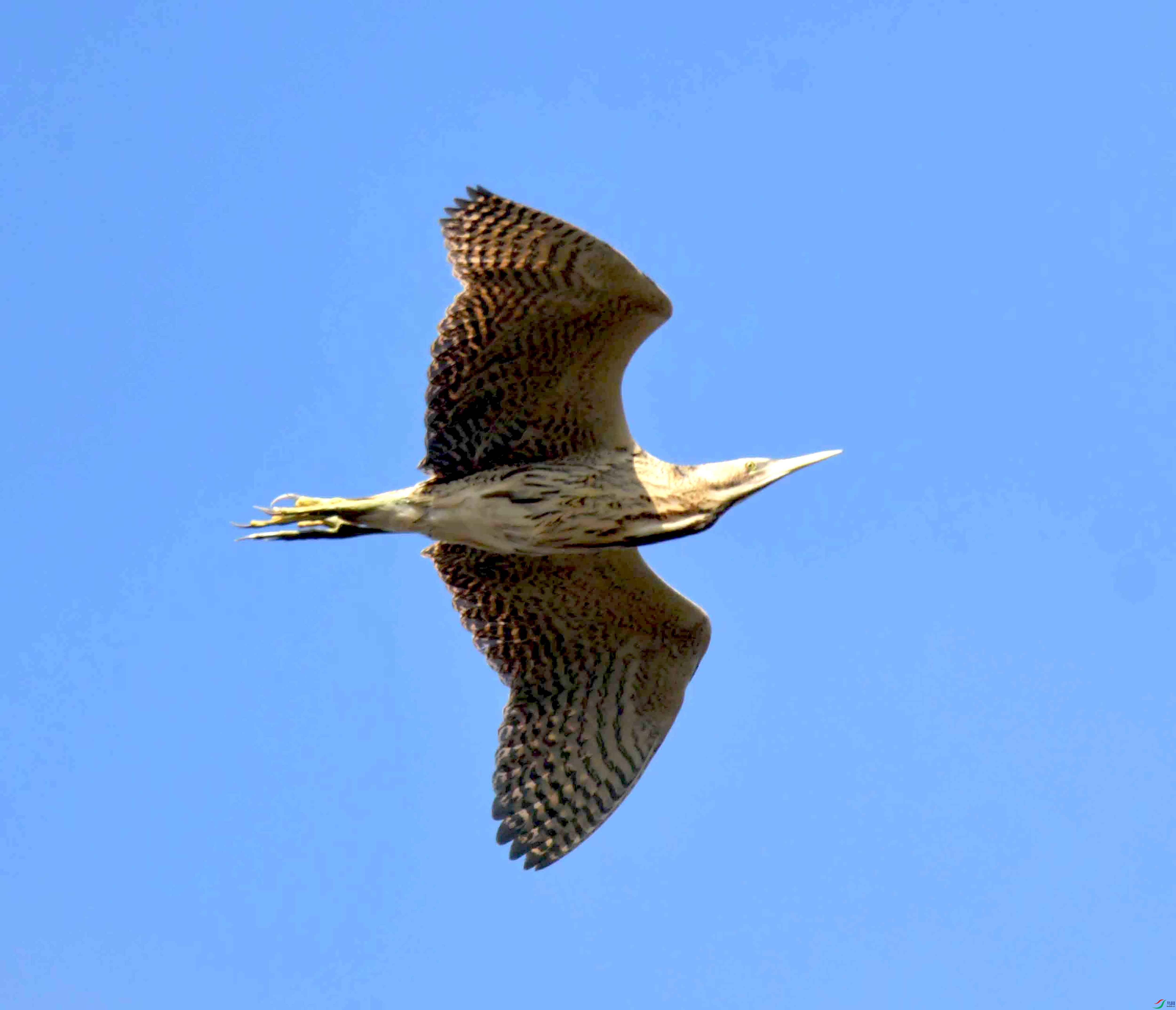 DSC_0769.JPG