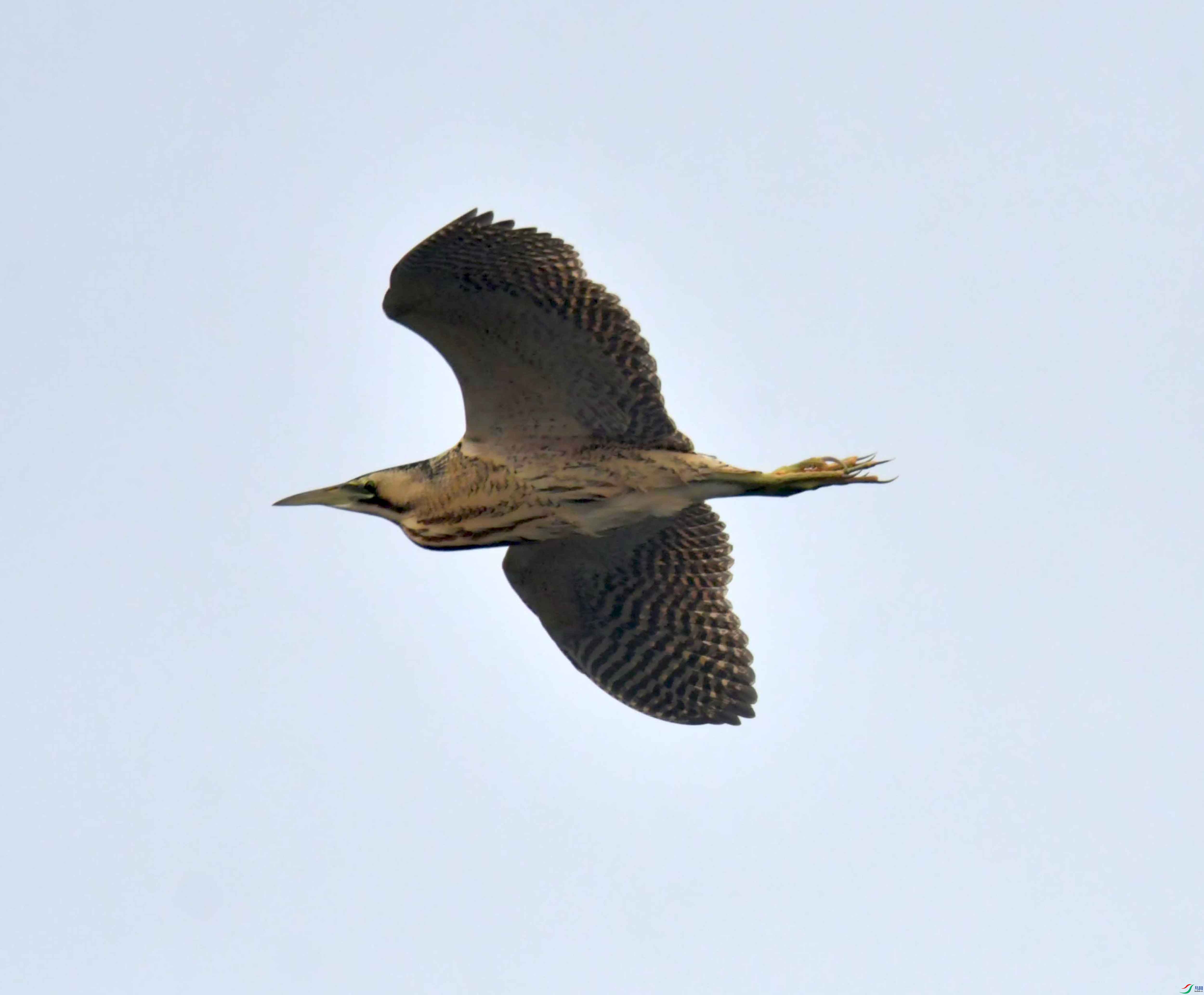 DSC_3905.JPG