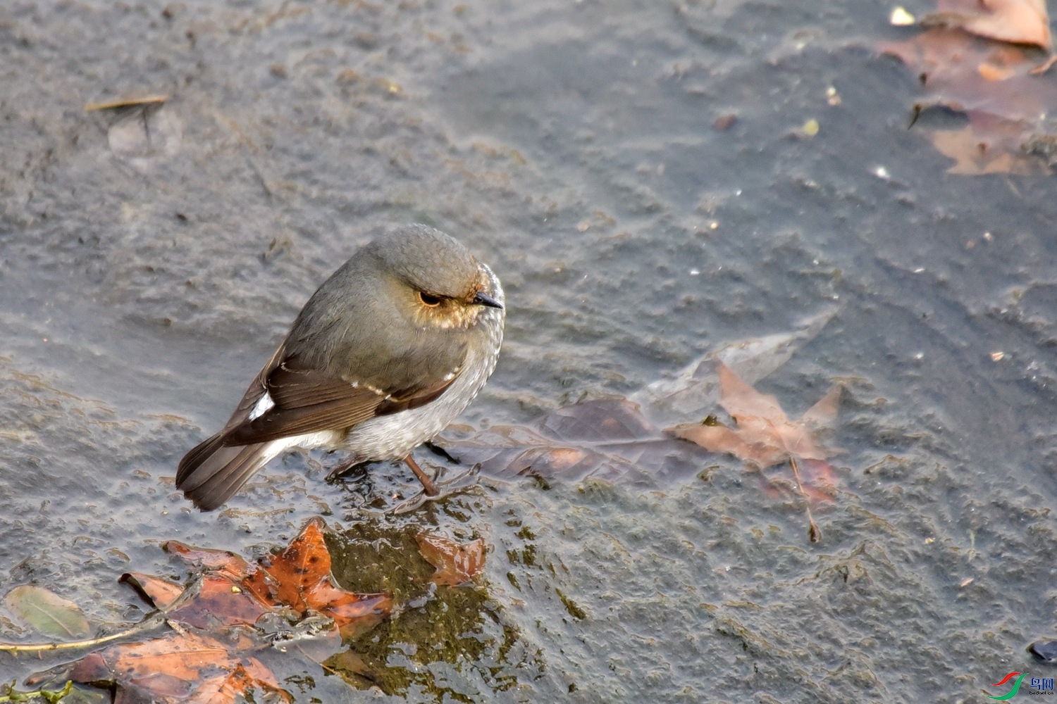 DSC_1810.JPG
