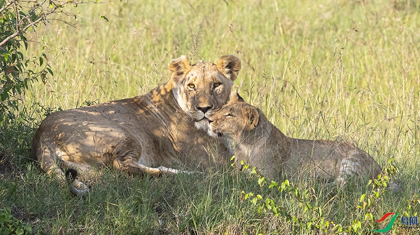 ĸ���� [��ʨ] (2).jpg