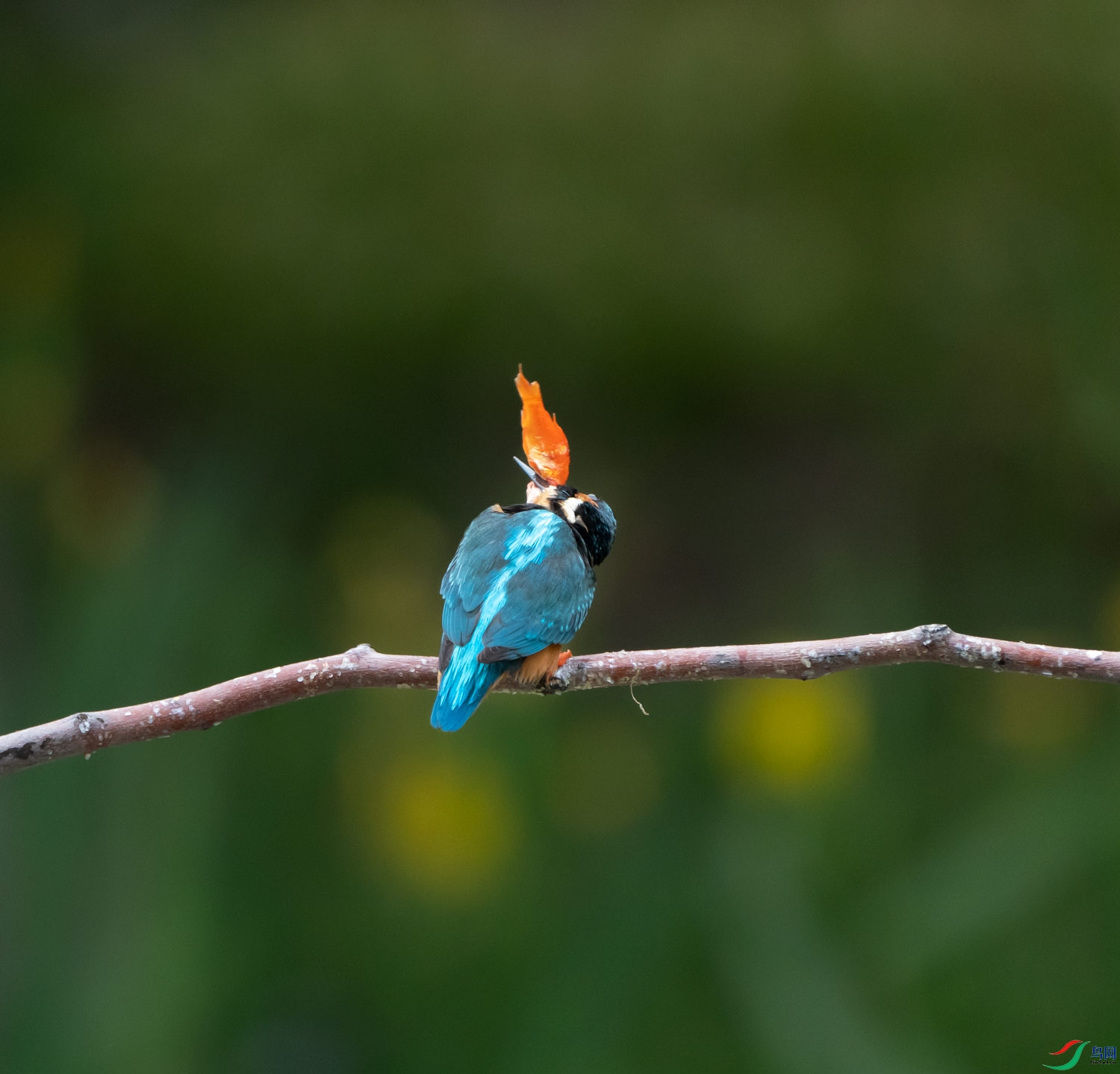 _DSC6500.jpg