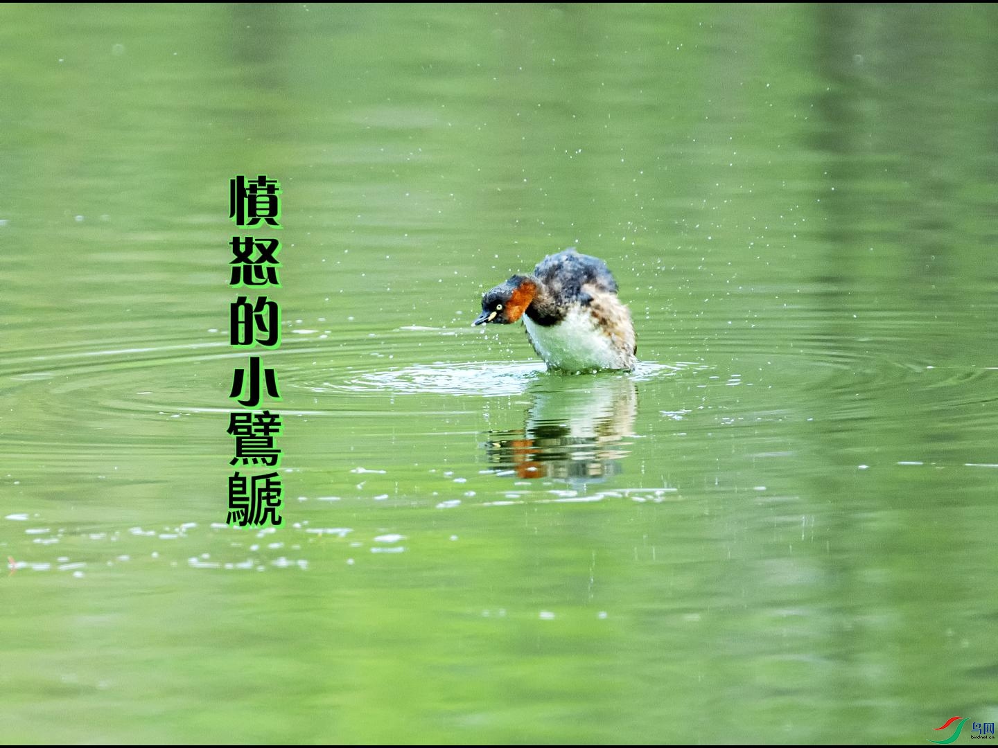 ��ŭ��С���e