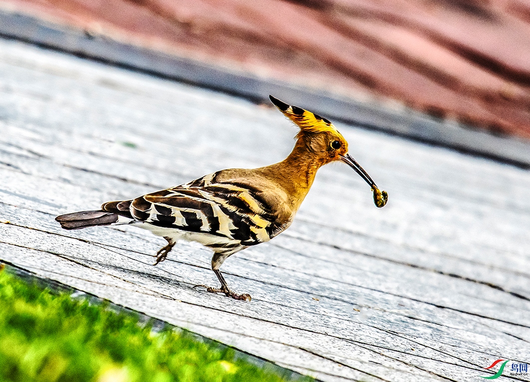 DSC_6311.jpg