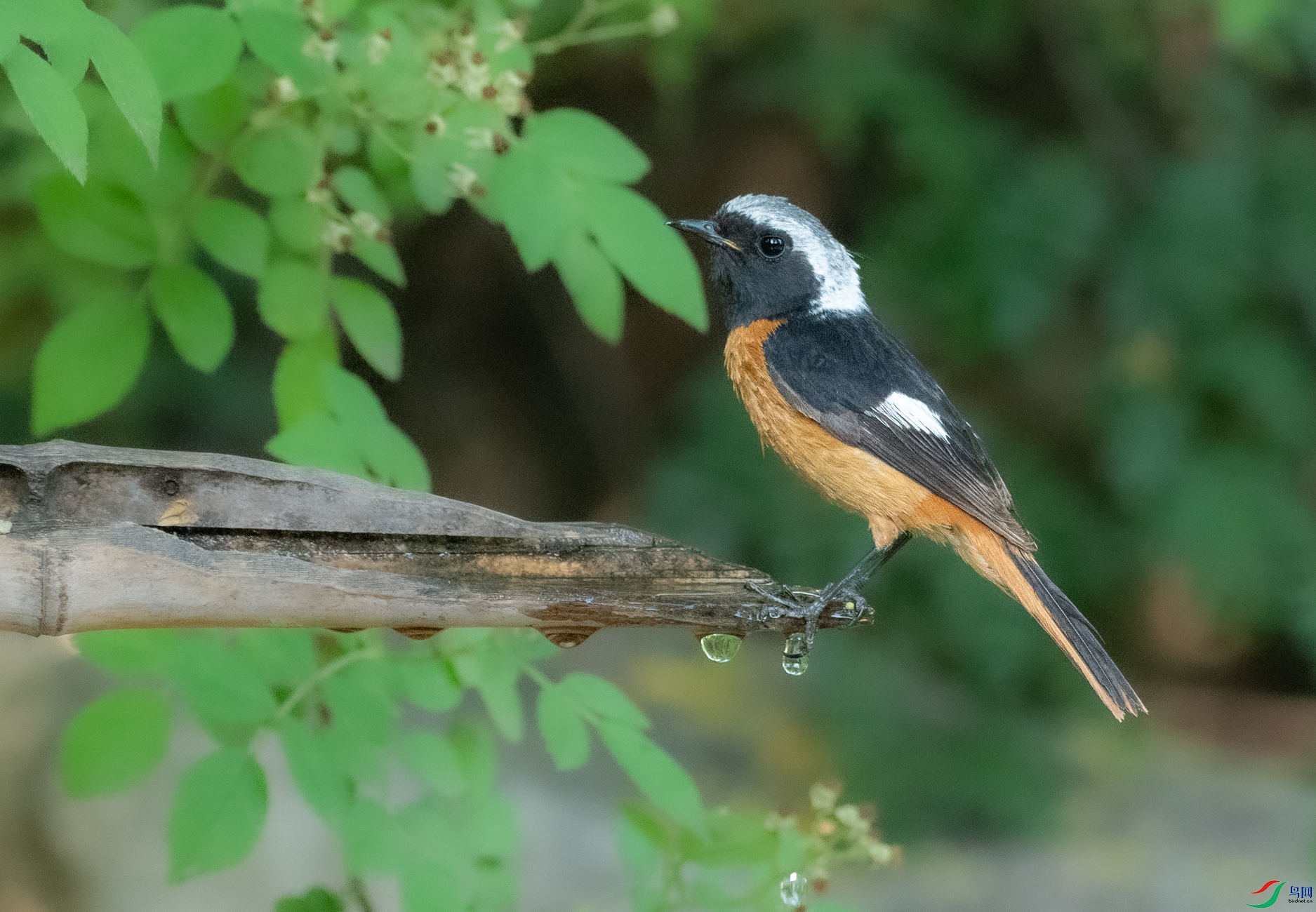 DSC_7084.jpg