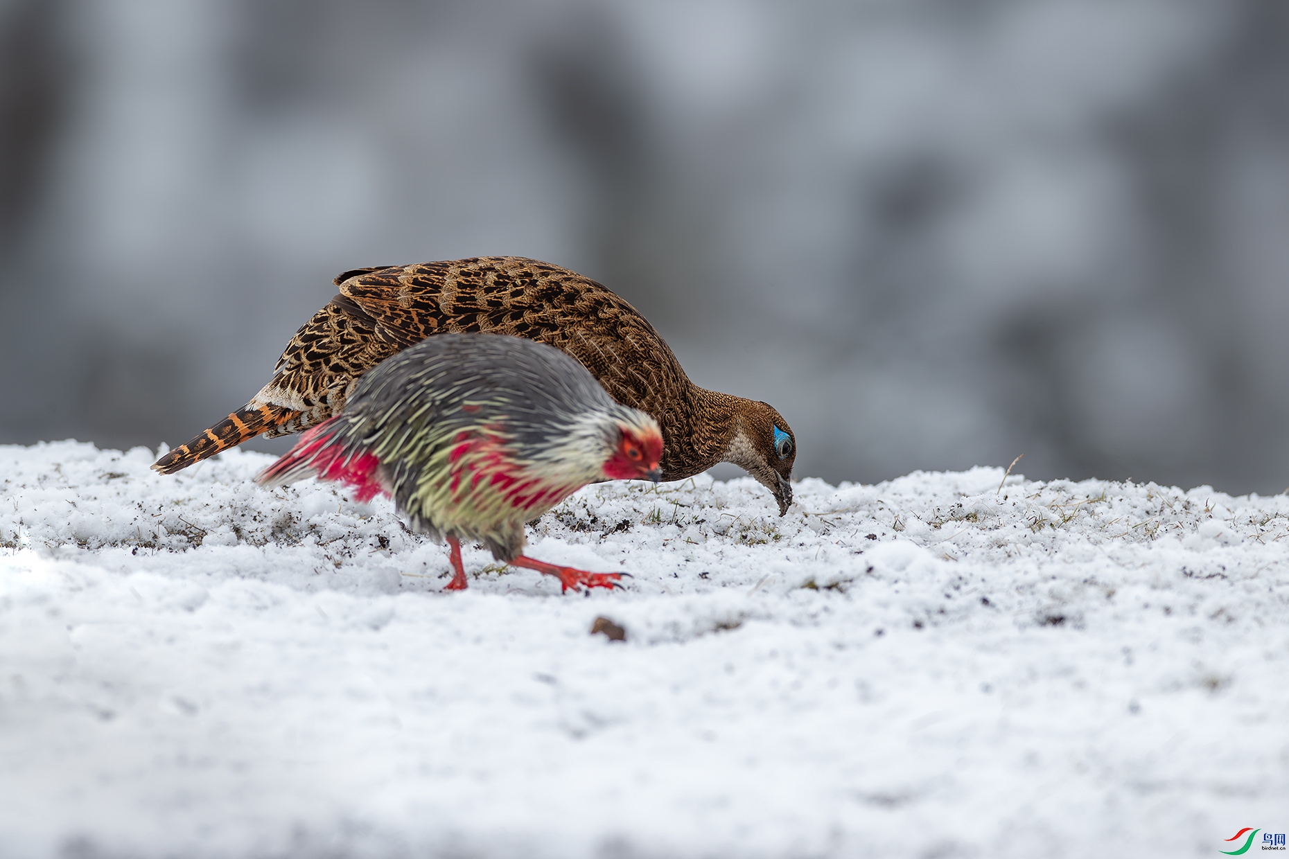 ��β������Ѫ��