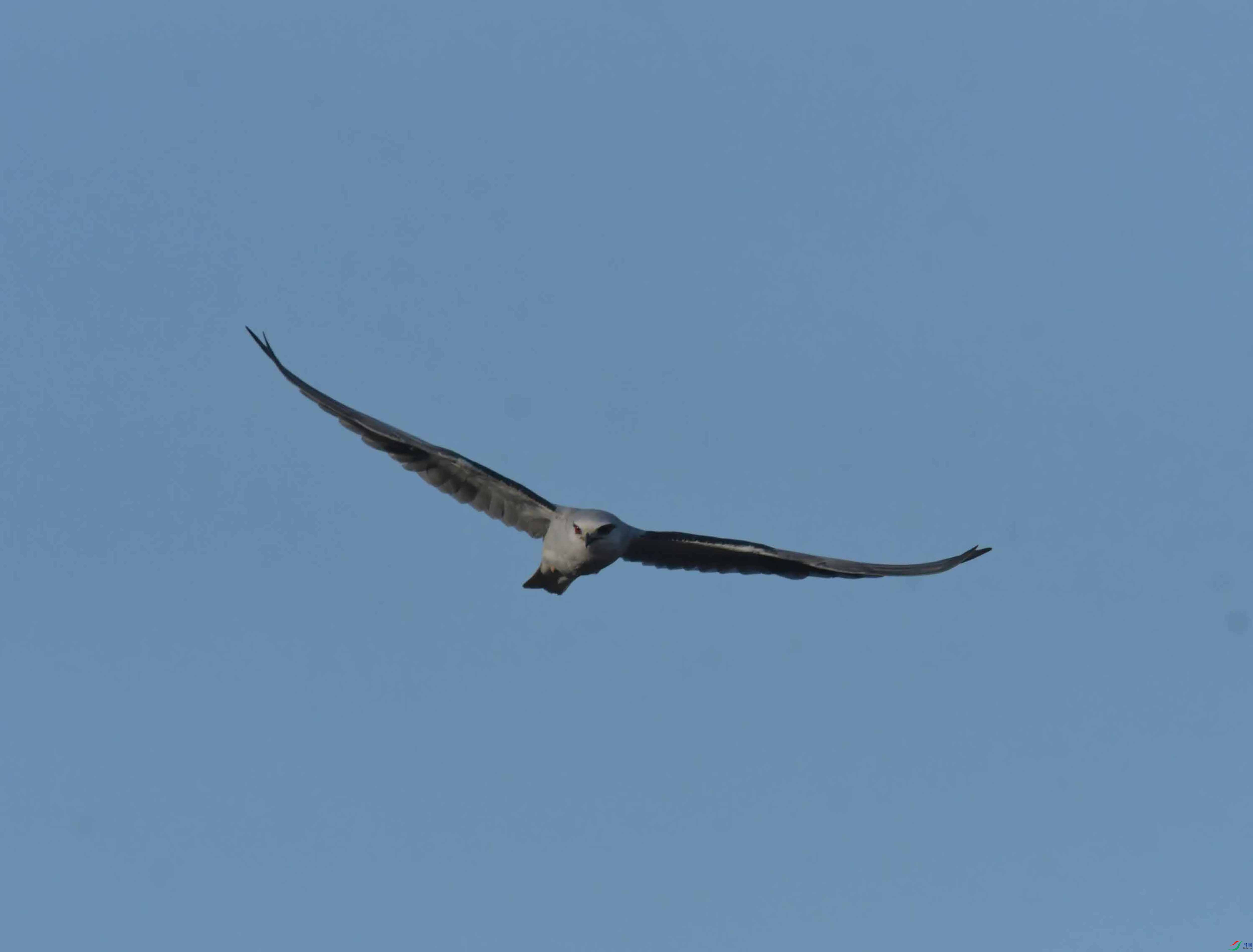 DSC_0498.JPG