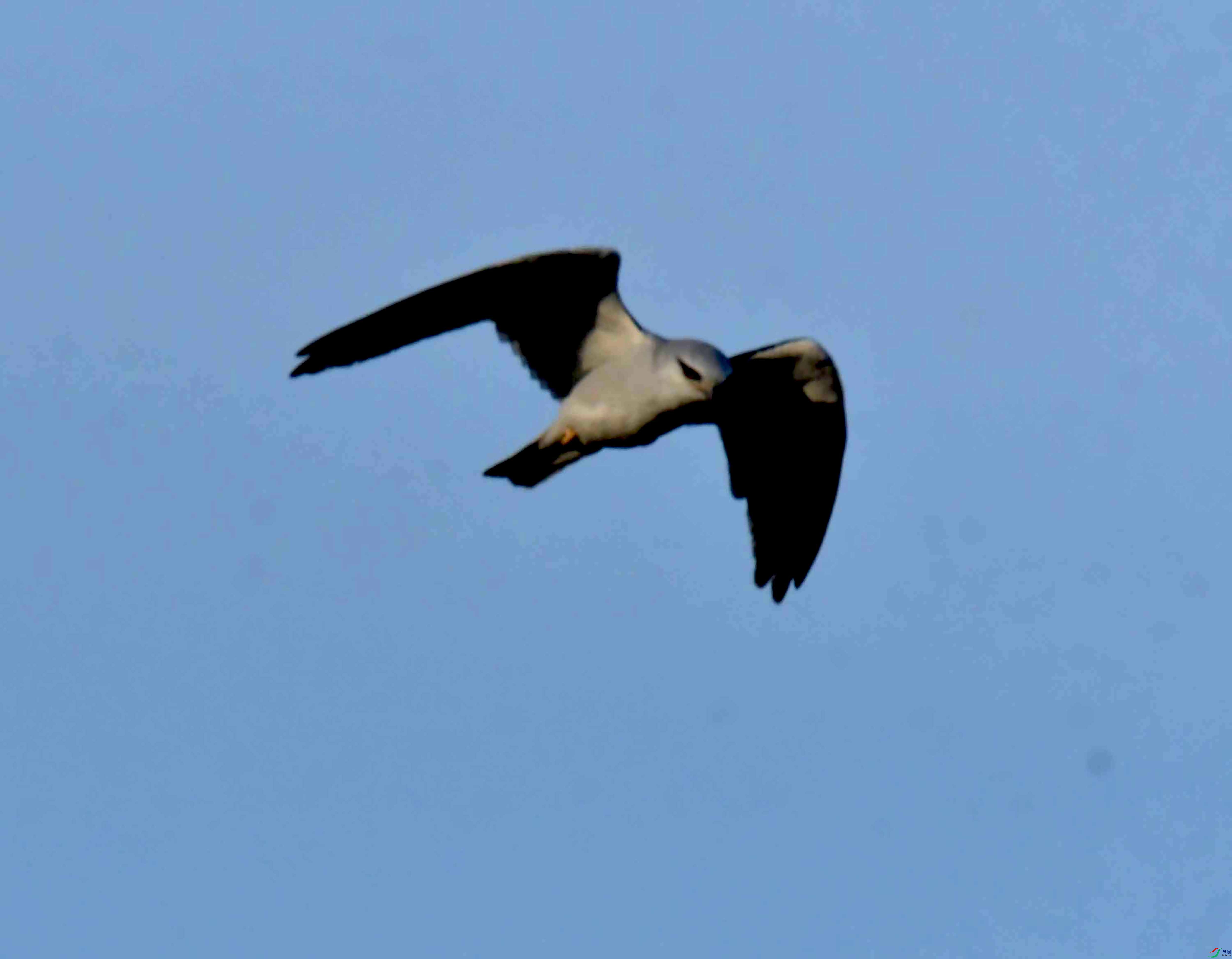 DSC_0501.JPG
