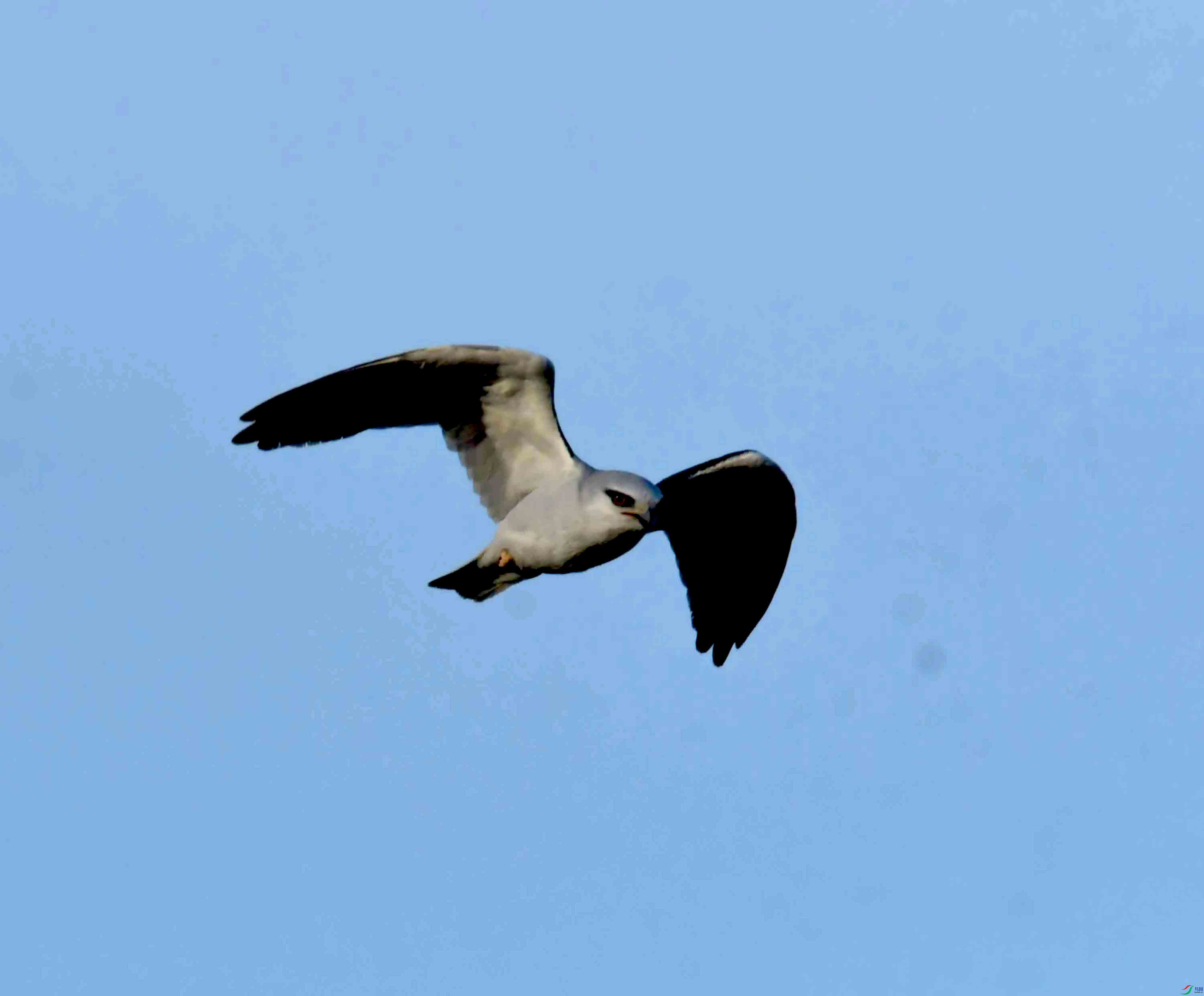 DSC_0499.JPG