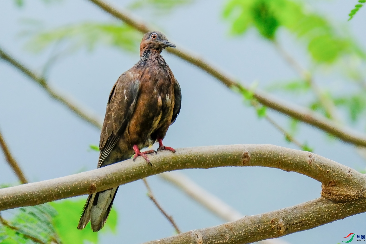 DSCF6510-DeNoiseAI-denoise1.jpg
