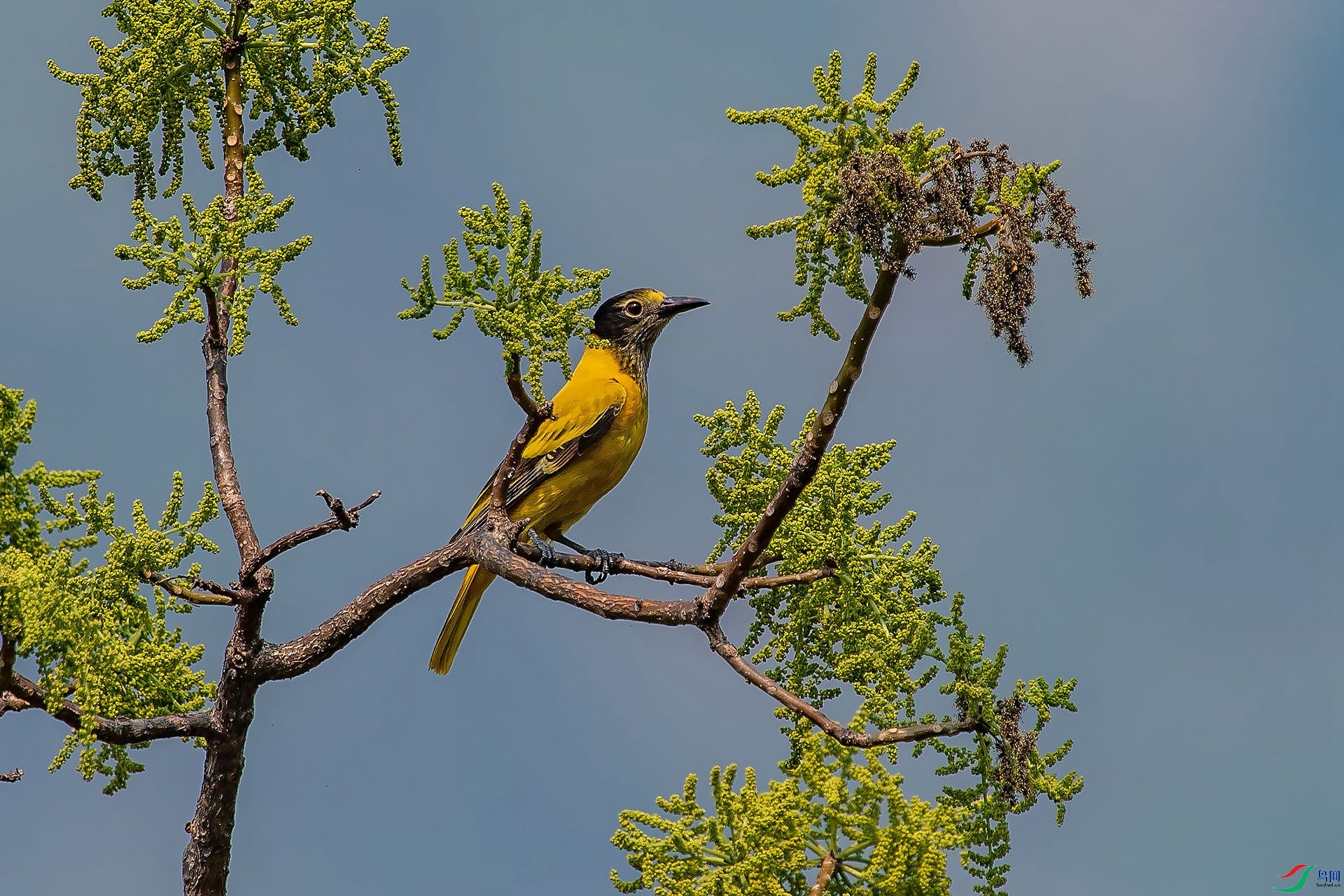 DSC_6010.jpg