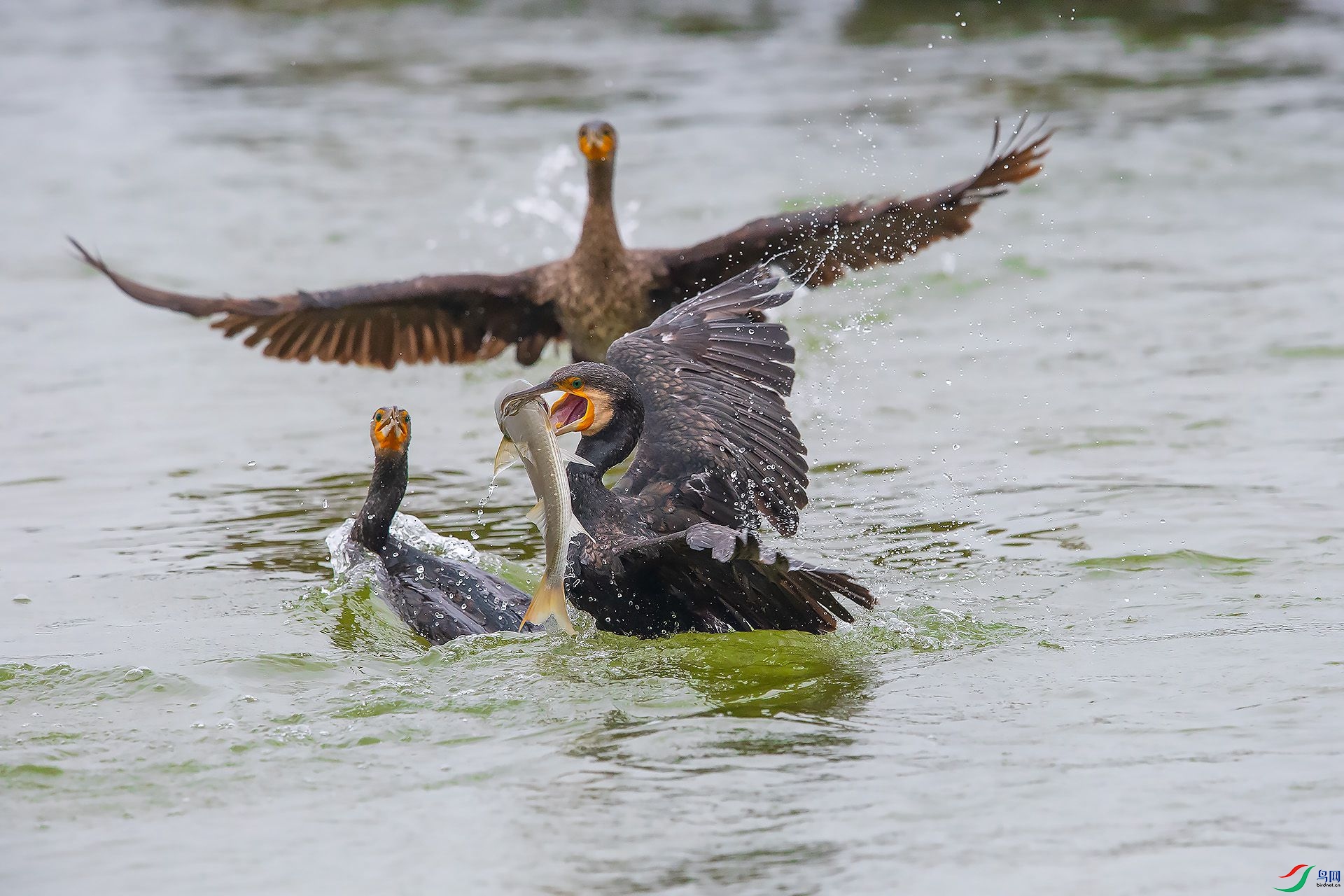 DSC_9119.jpg