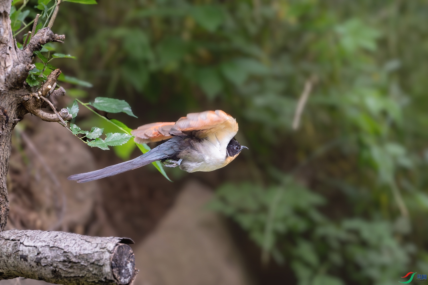 DSC_2504-2.jpg
